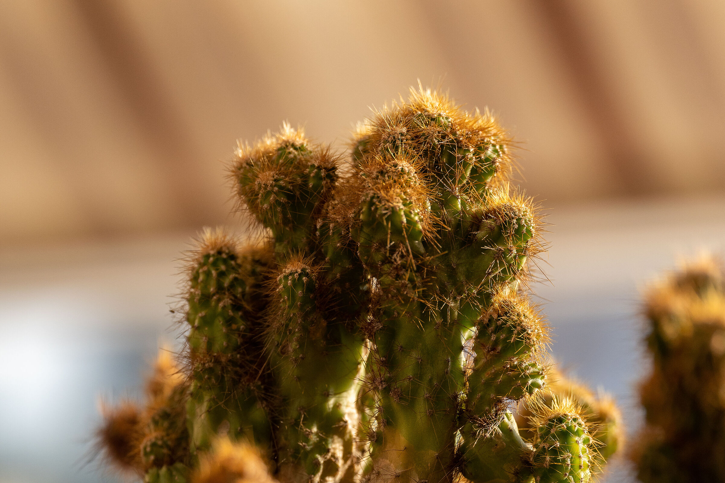 cacti