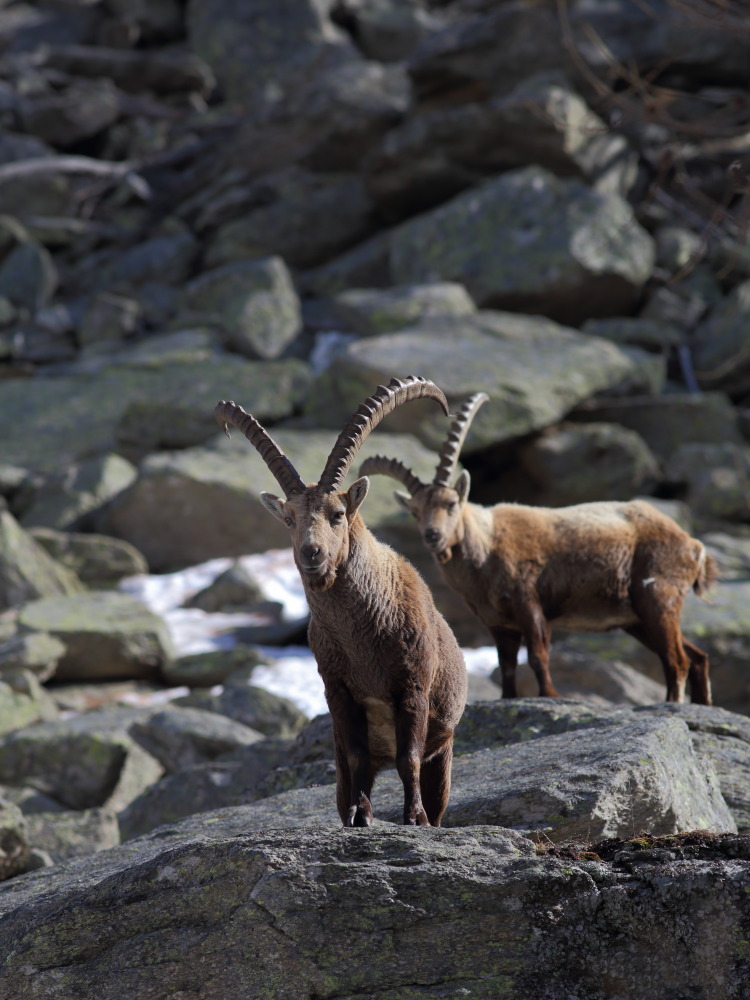 ibex