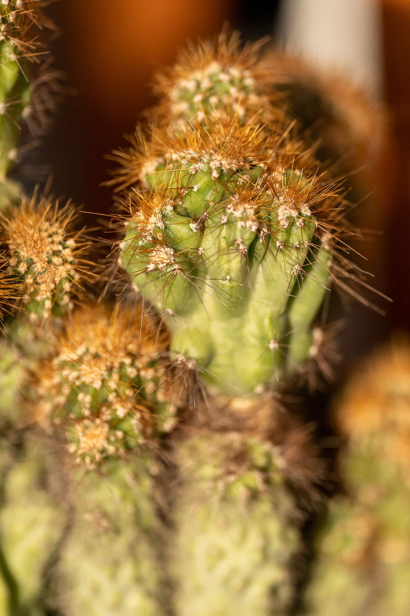 cacti