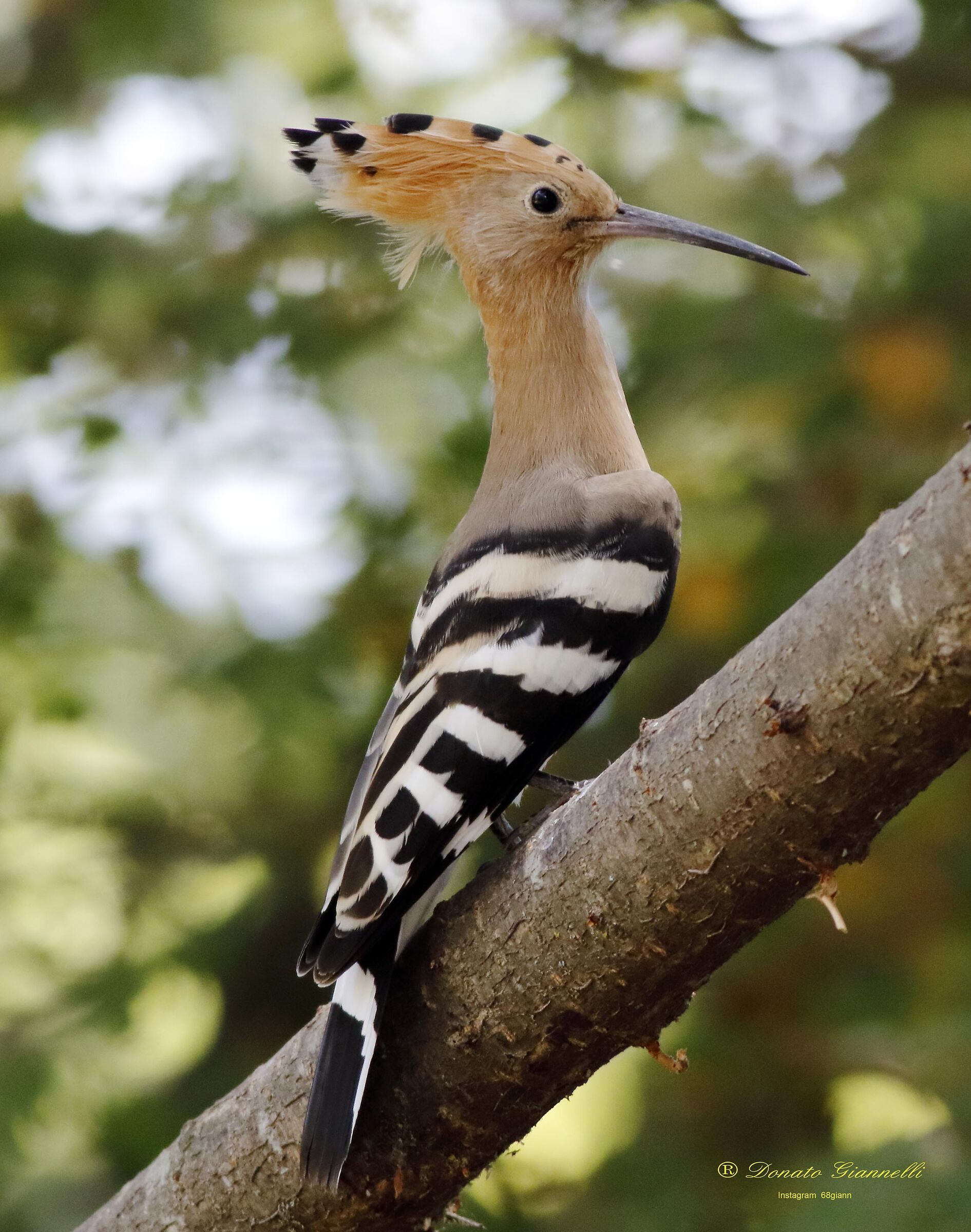 Hoopoe
