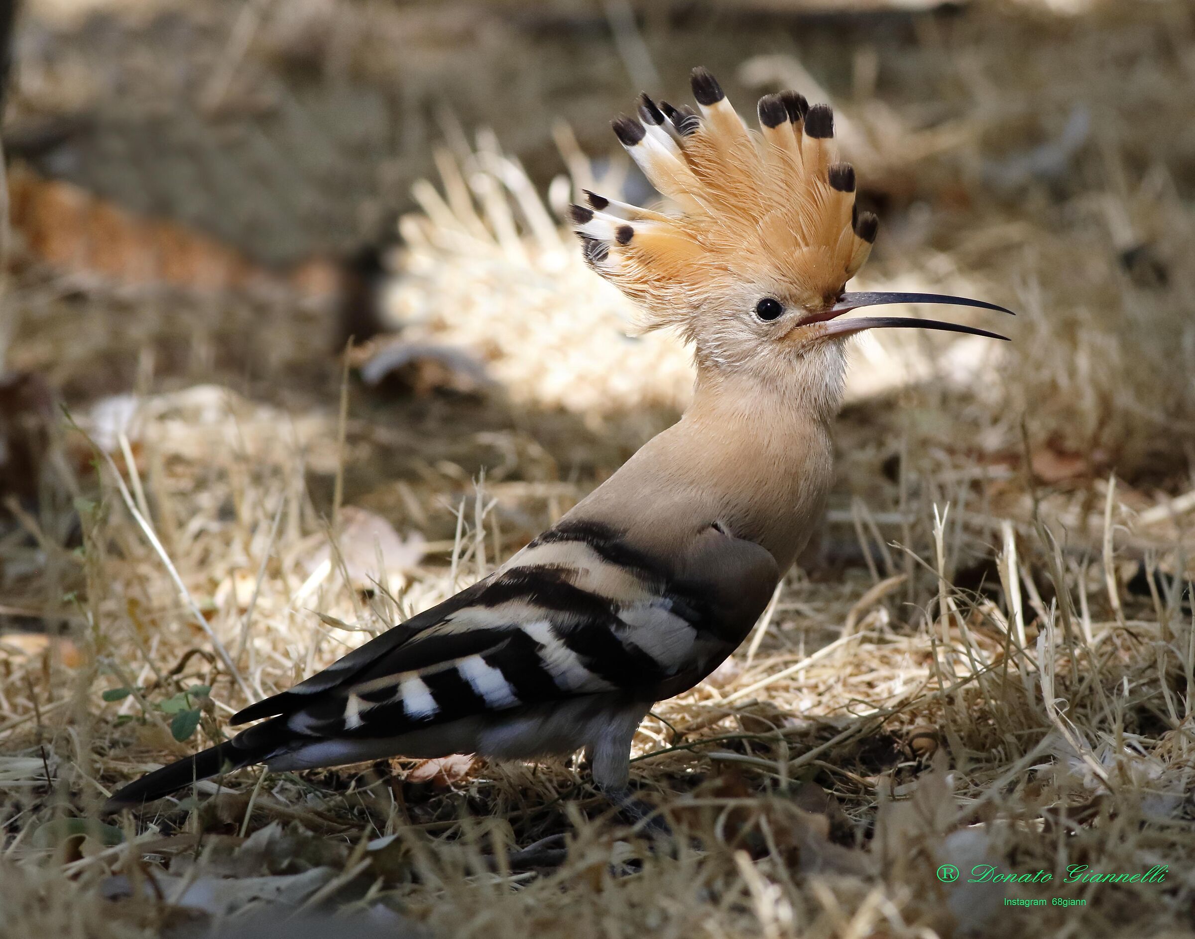Hoopoe