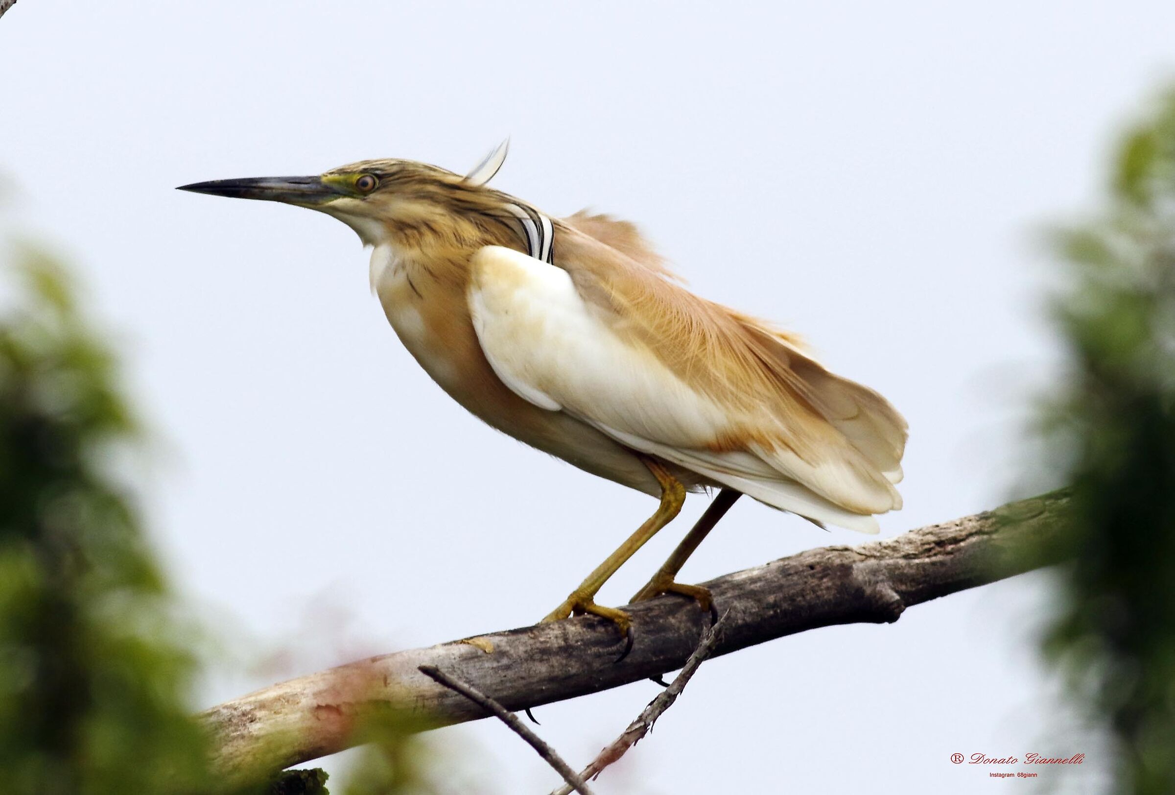 Squacco heron