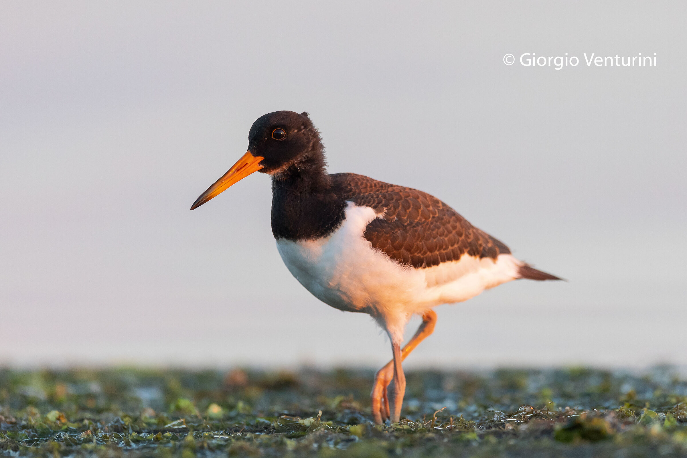 beccaccia di mare juv.