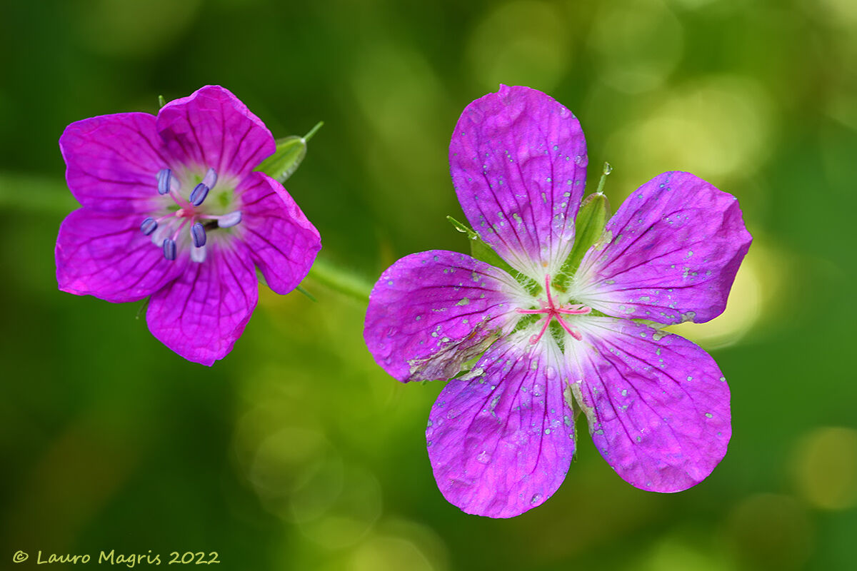 Geranium sanguineum