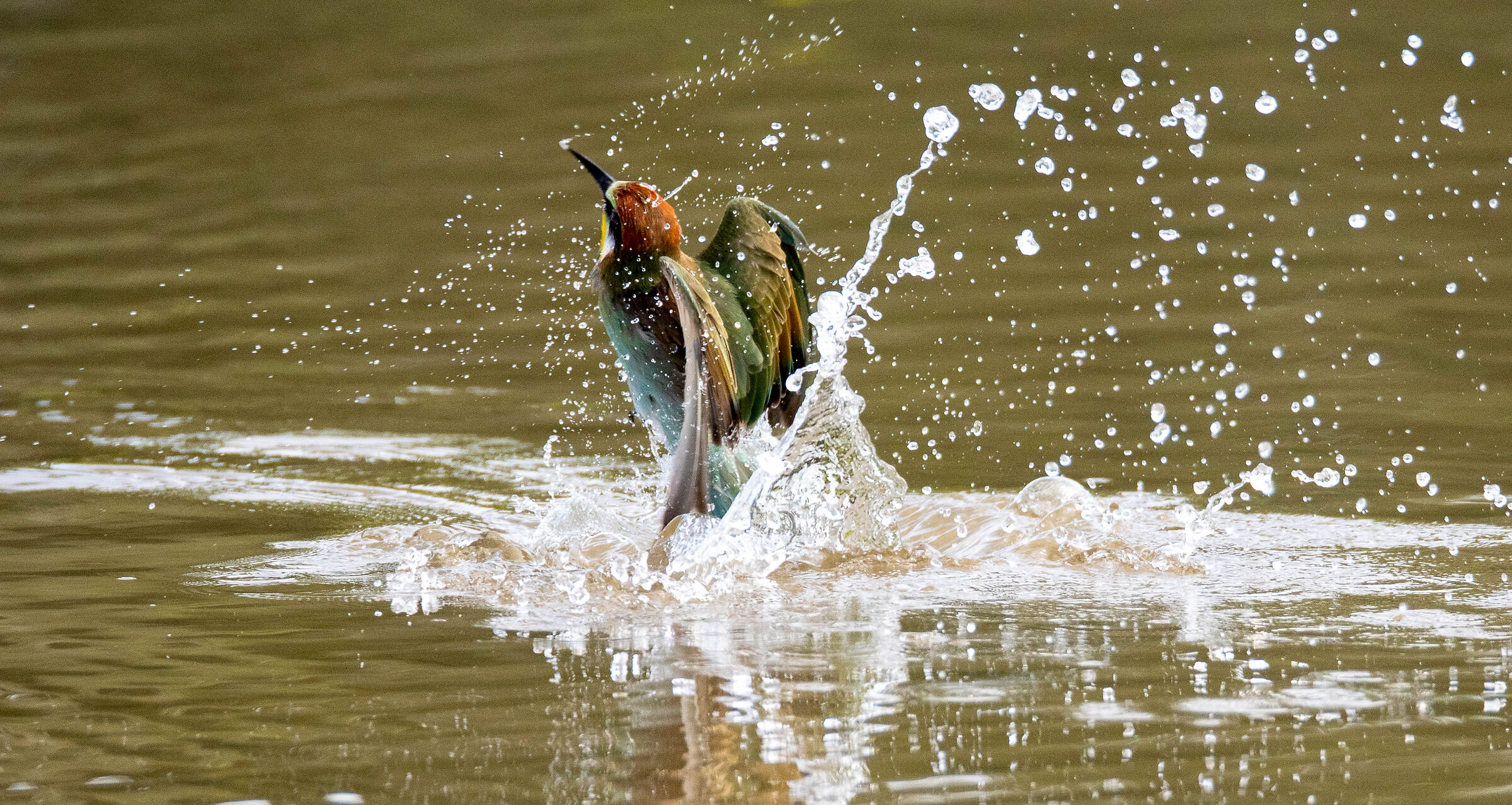 Dive bee-eater