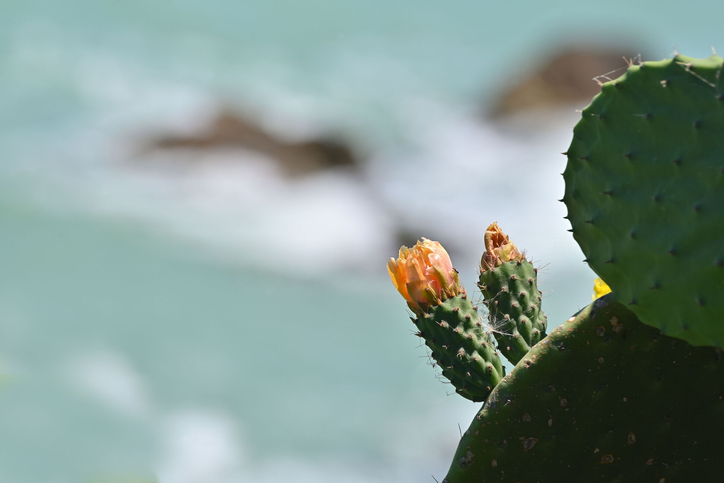 Sea flower