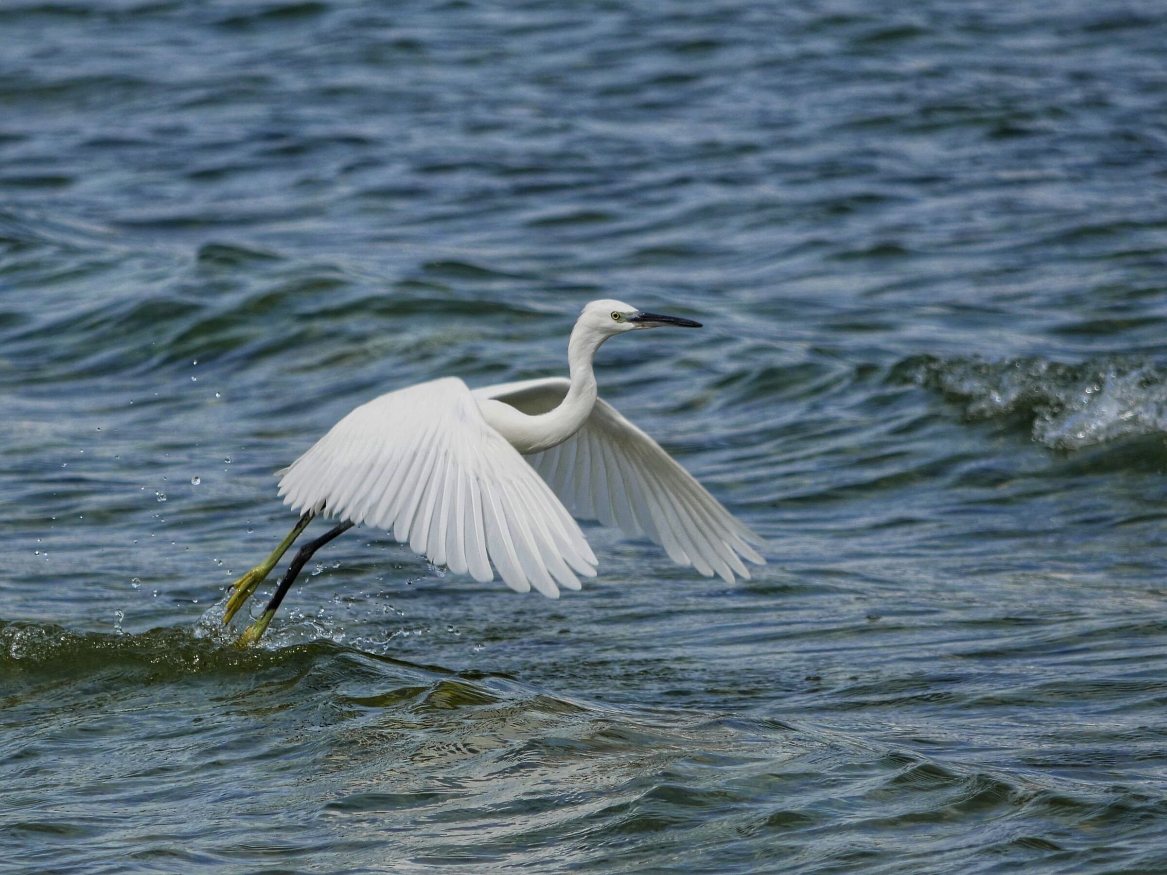 Egret at take-off