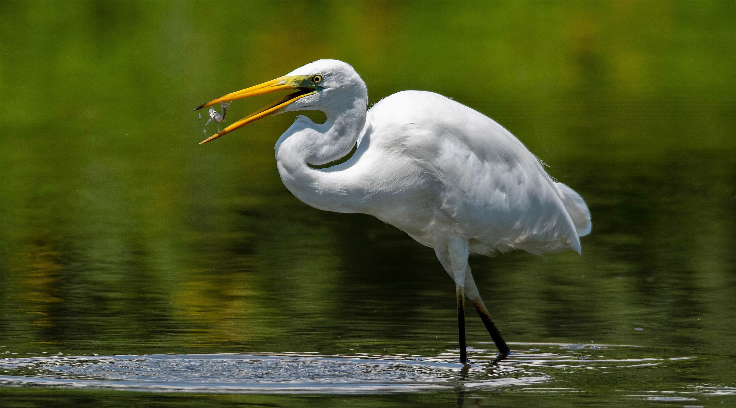 Great white heron