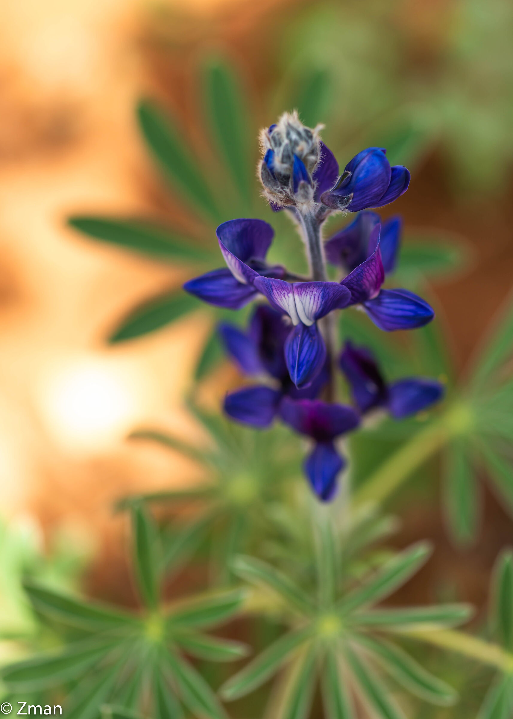 Lupin Fiori
