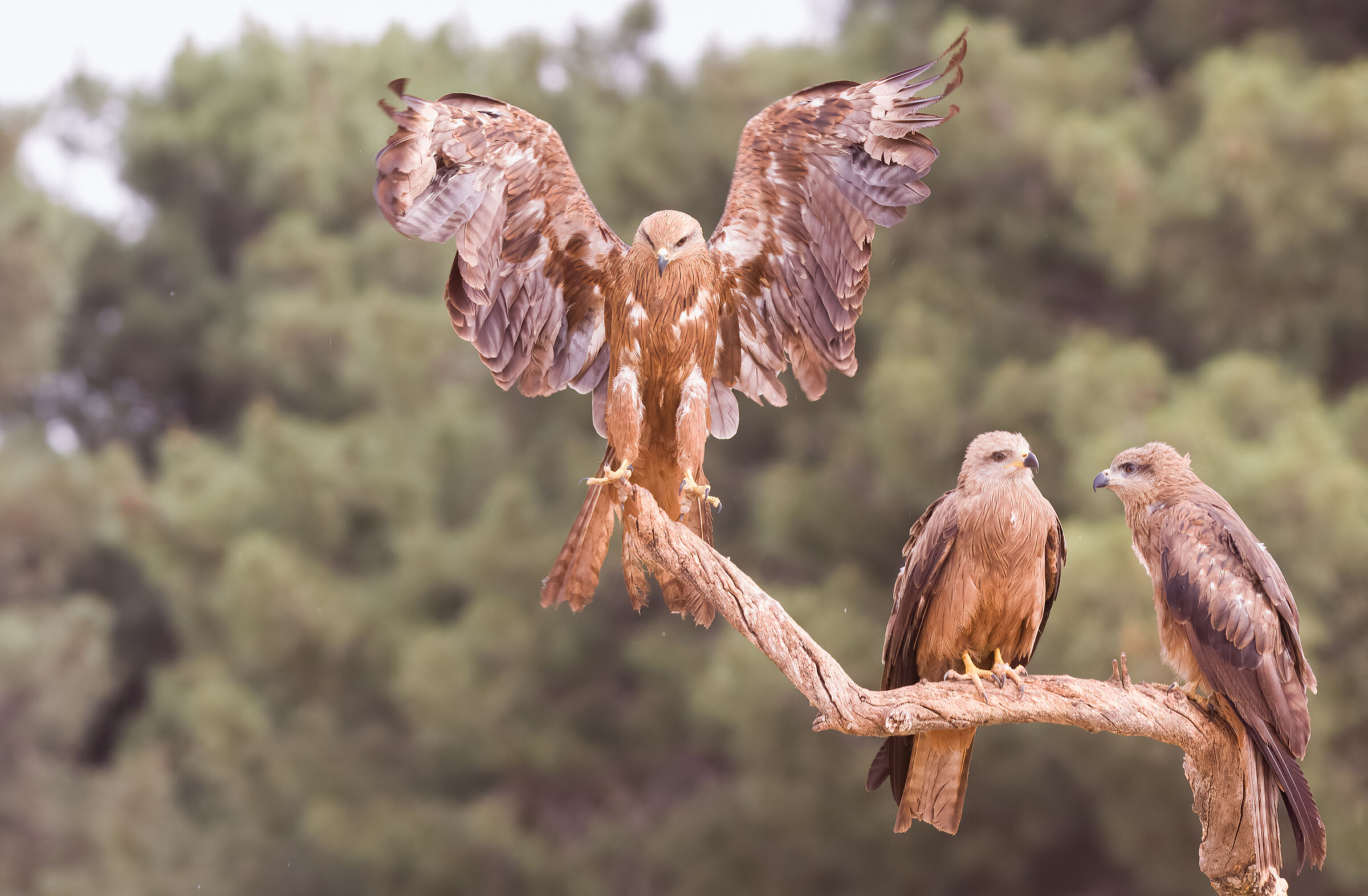 There is no two without three - Brown kites