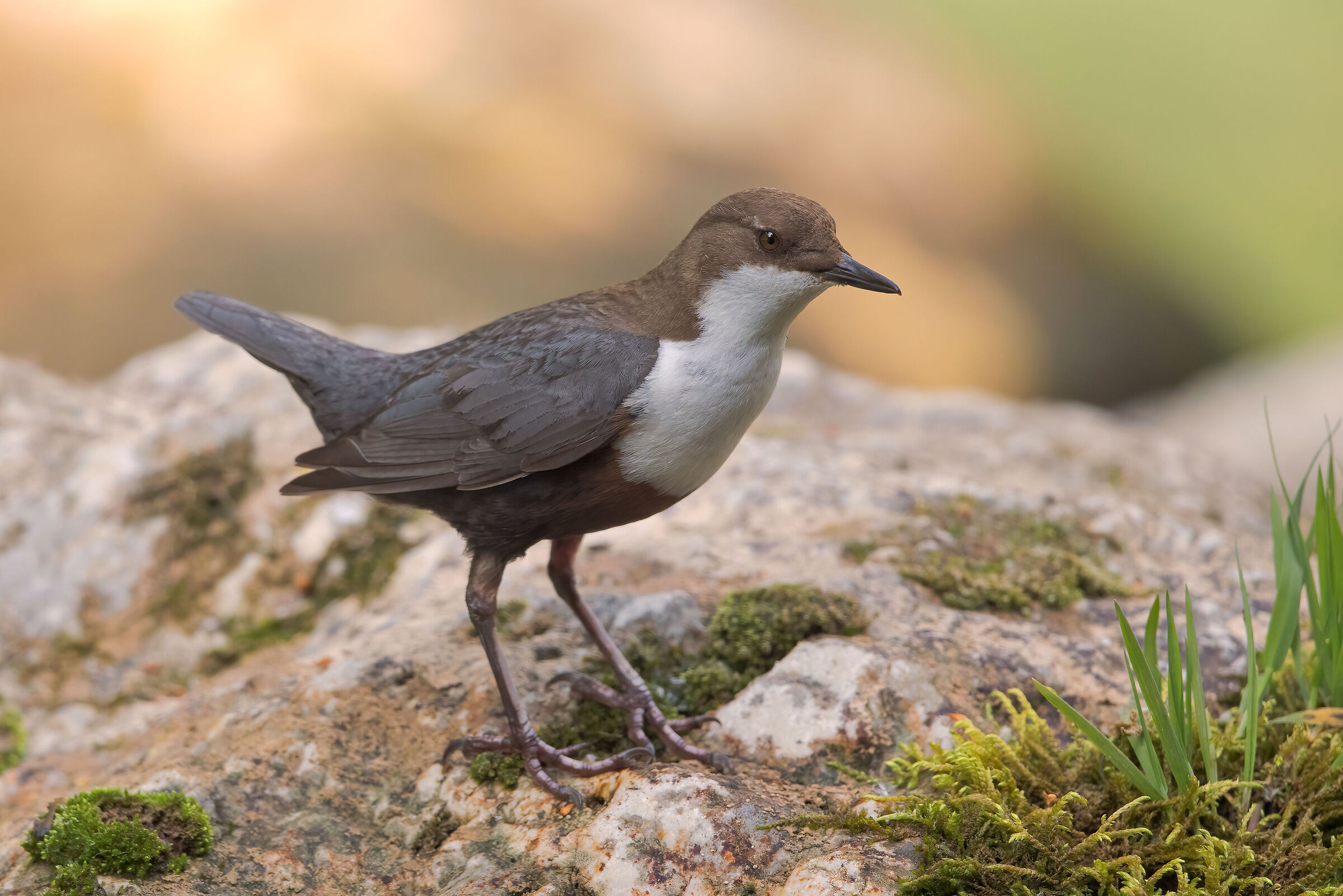 White-throated dipper