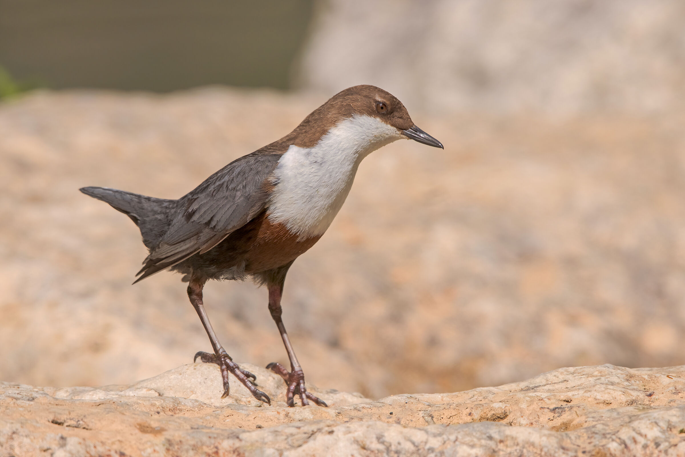 White-throated dipper