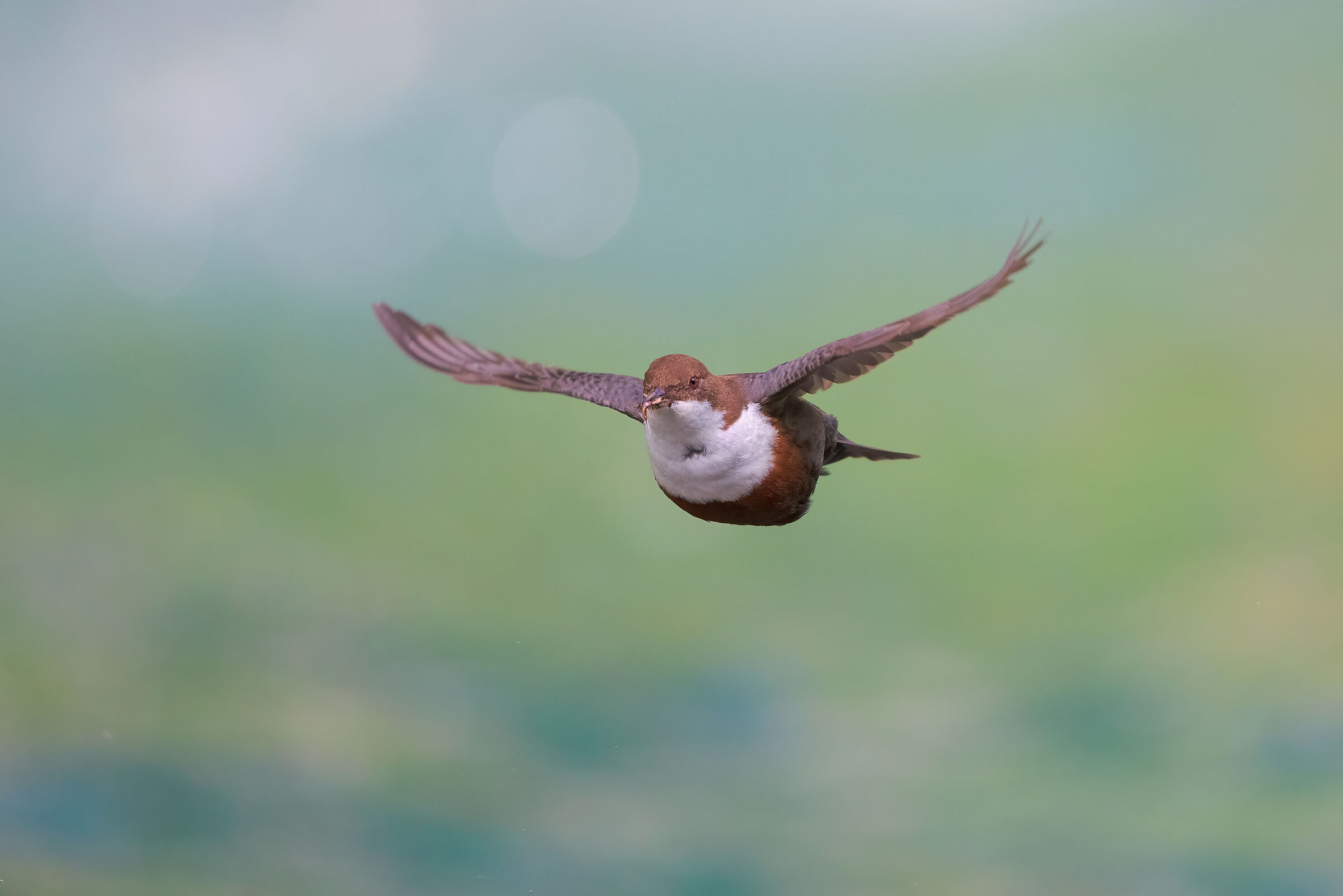 White-throated dipper