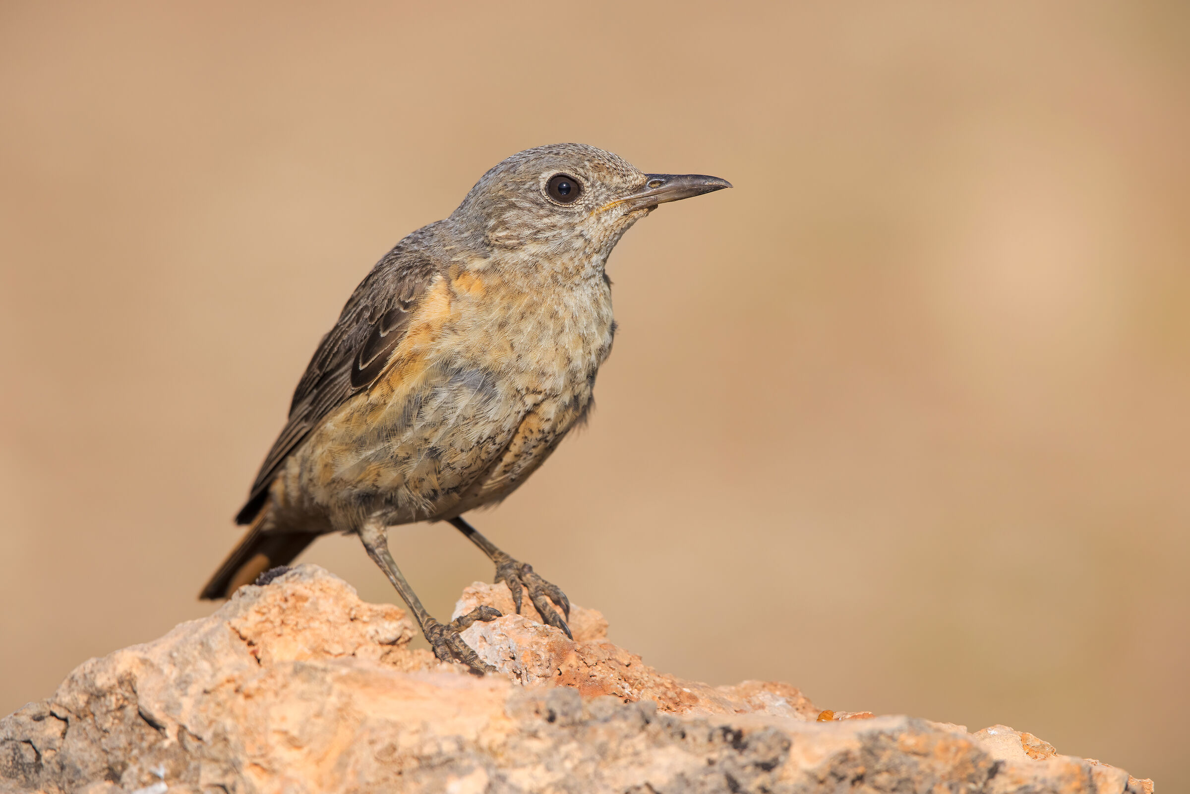 Rock thrush