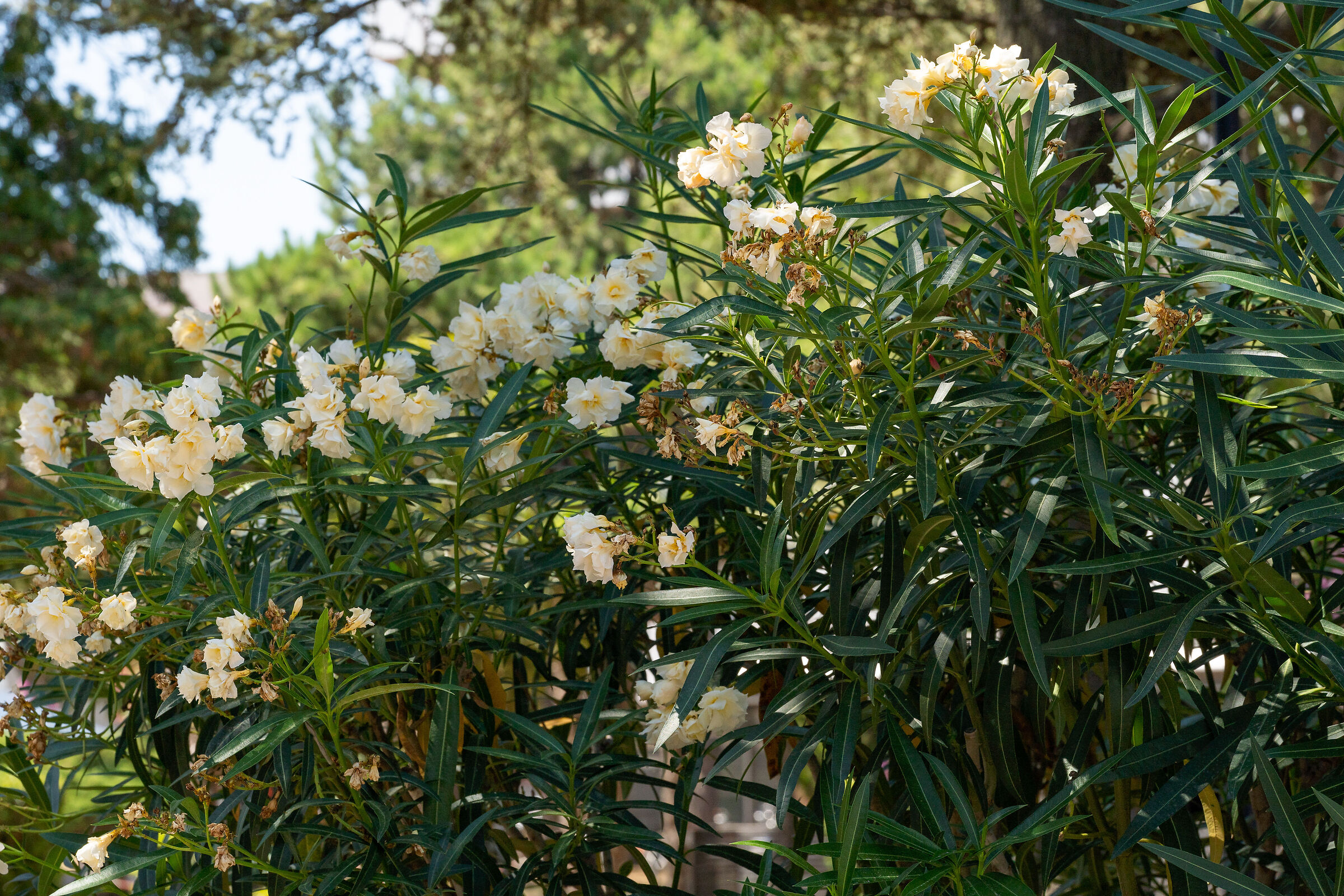 flowers on the street