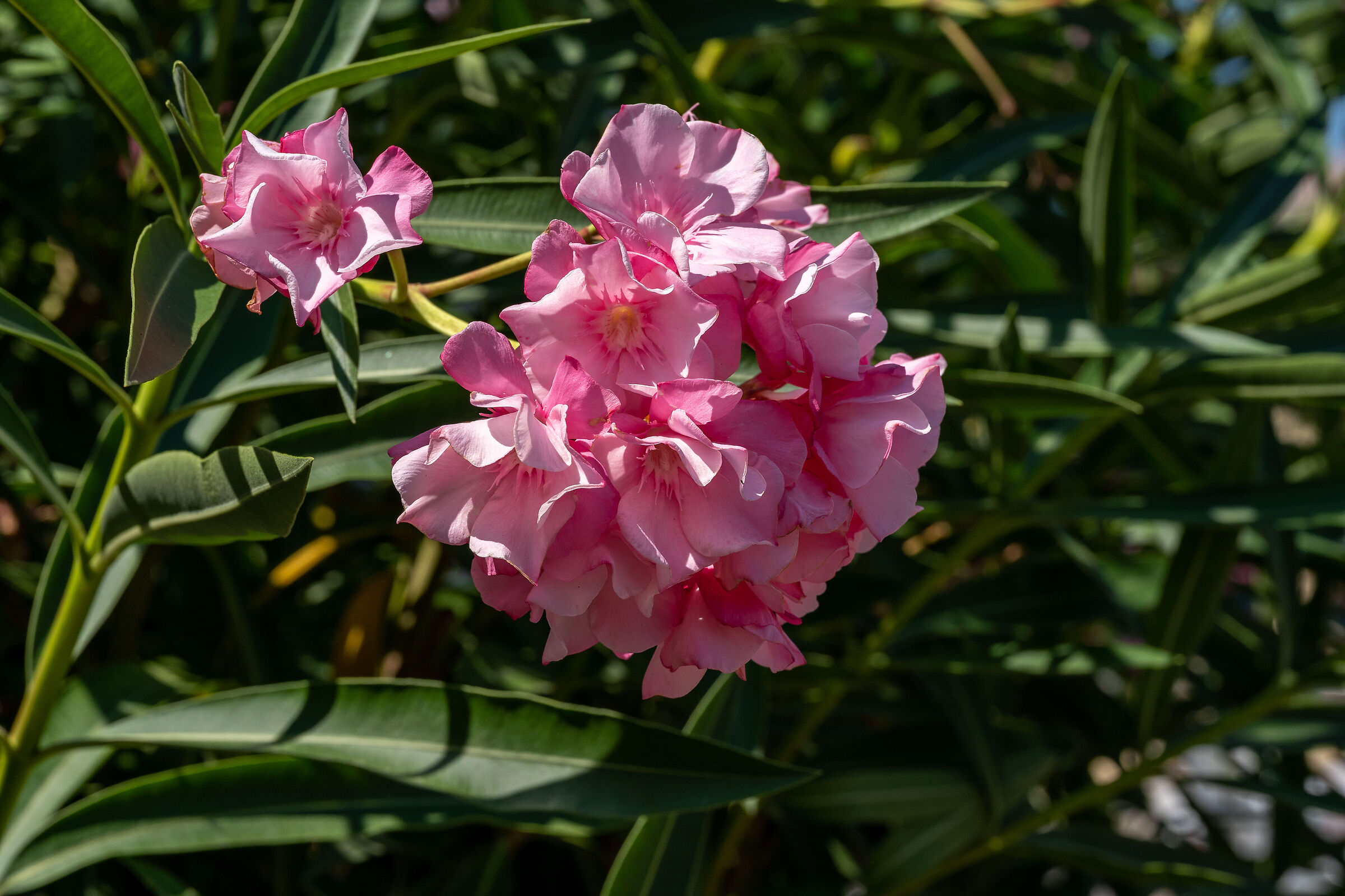 flowers on the street