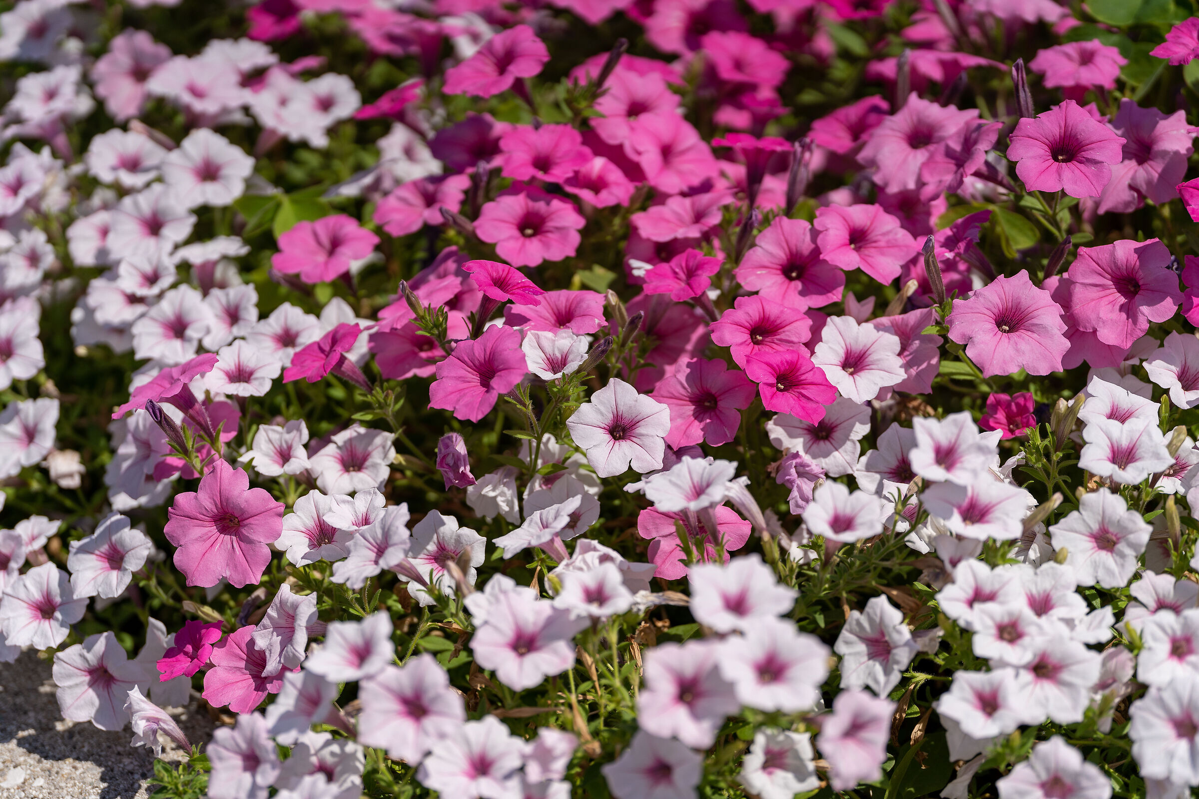 flowers on the street