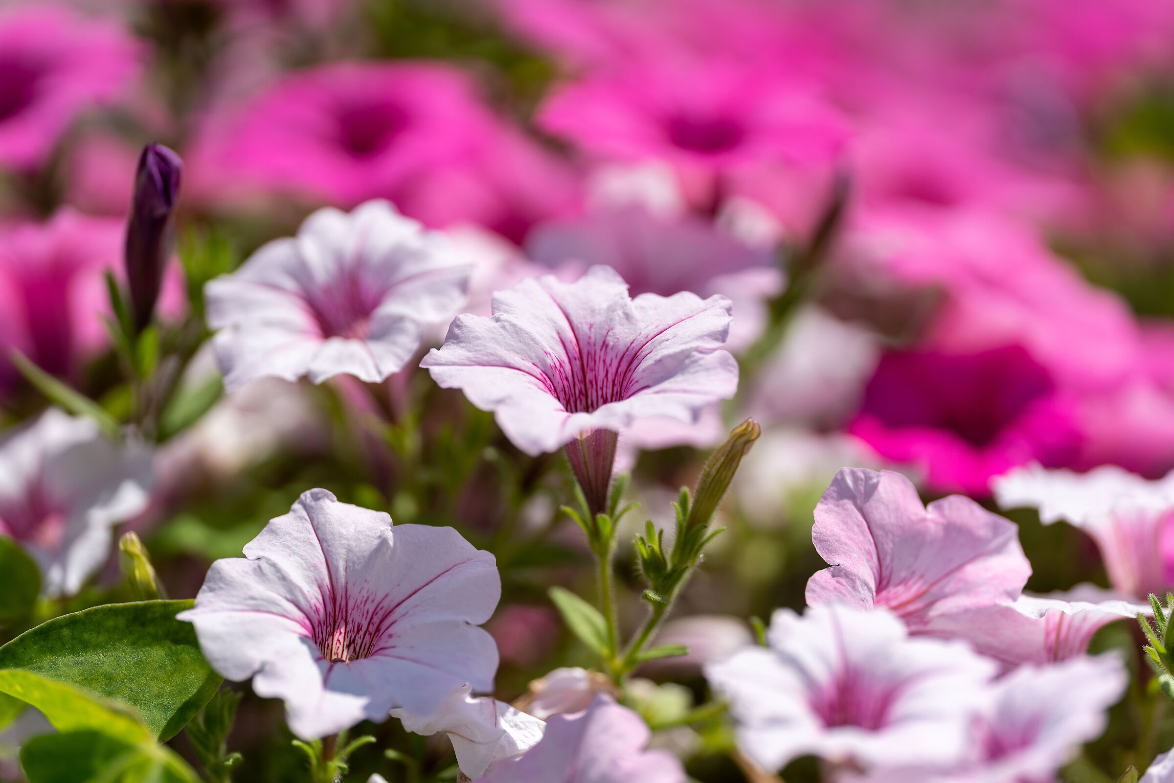 flowers on the street