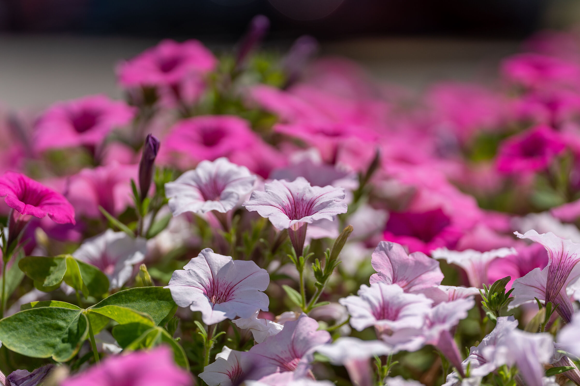 flowers on the street