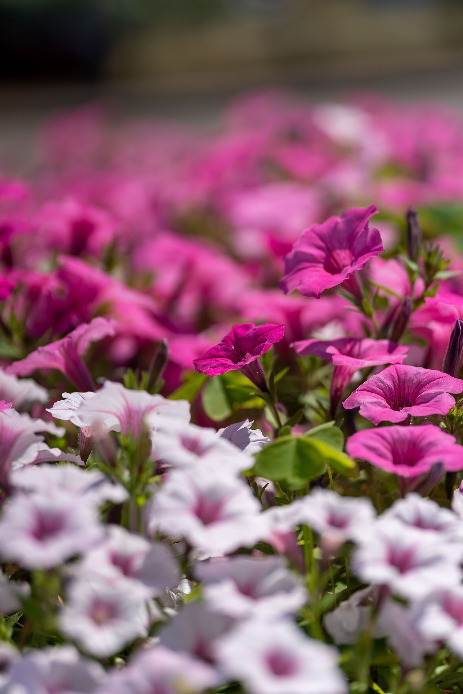 flowers on the street