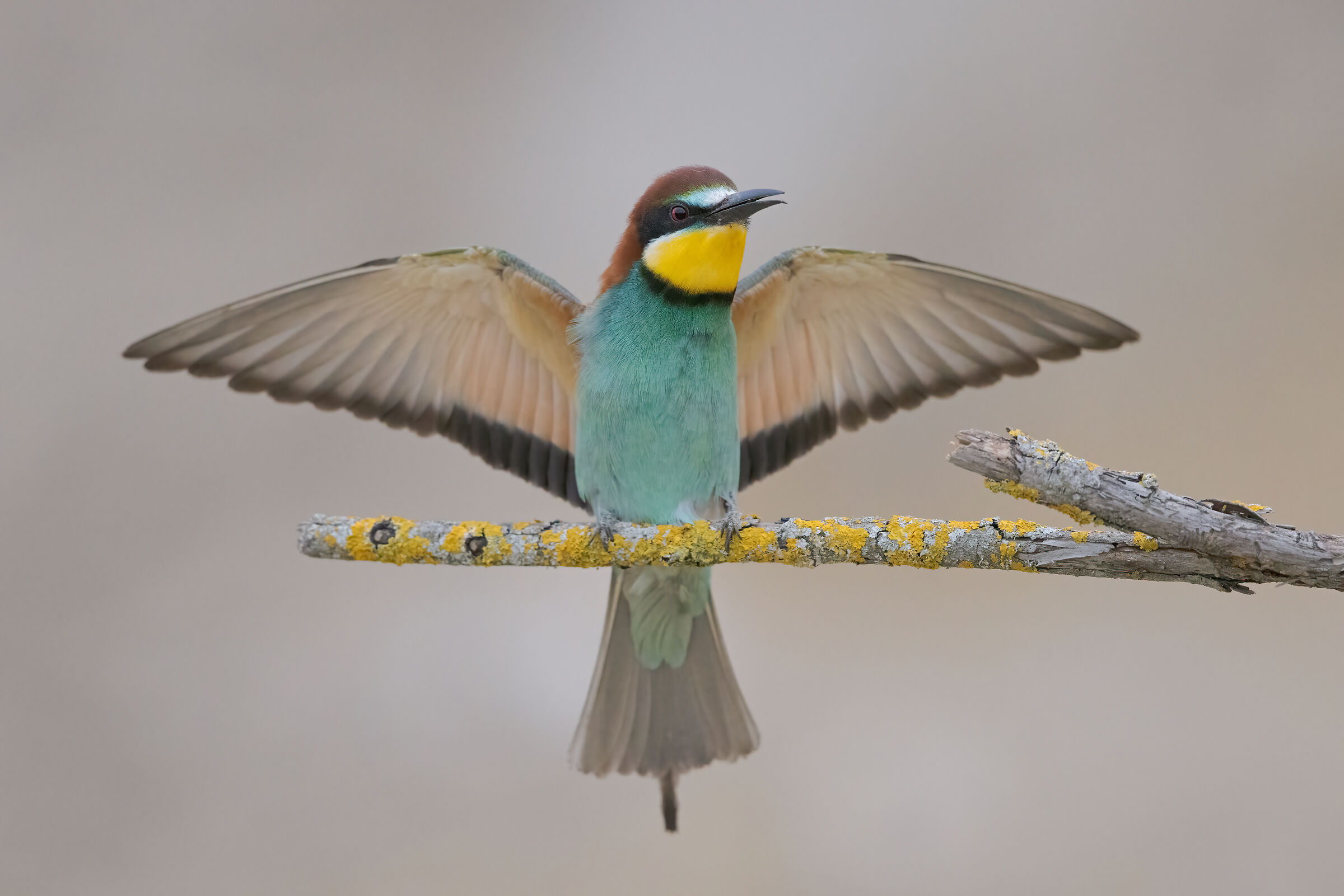 Bee-eater