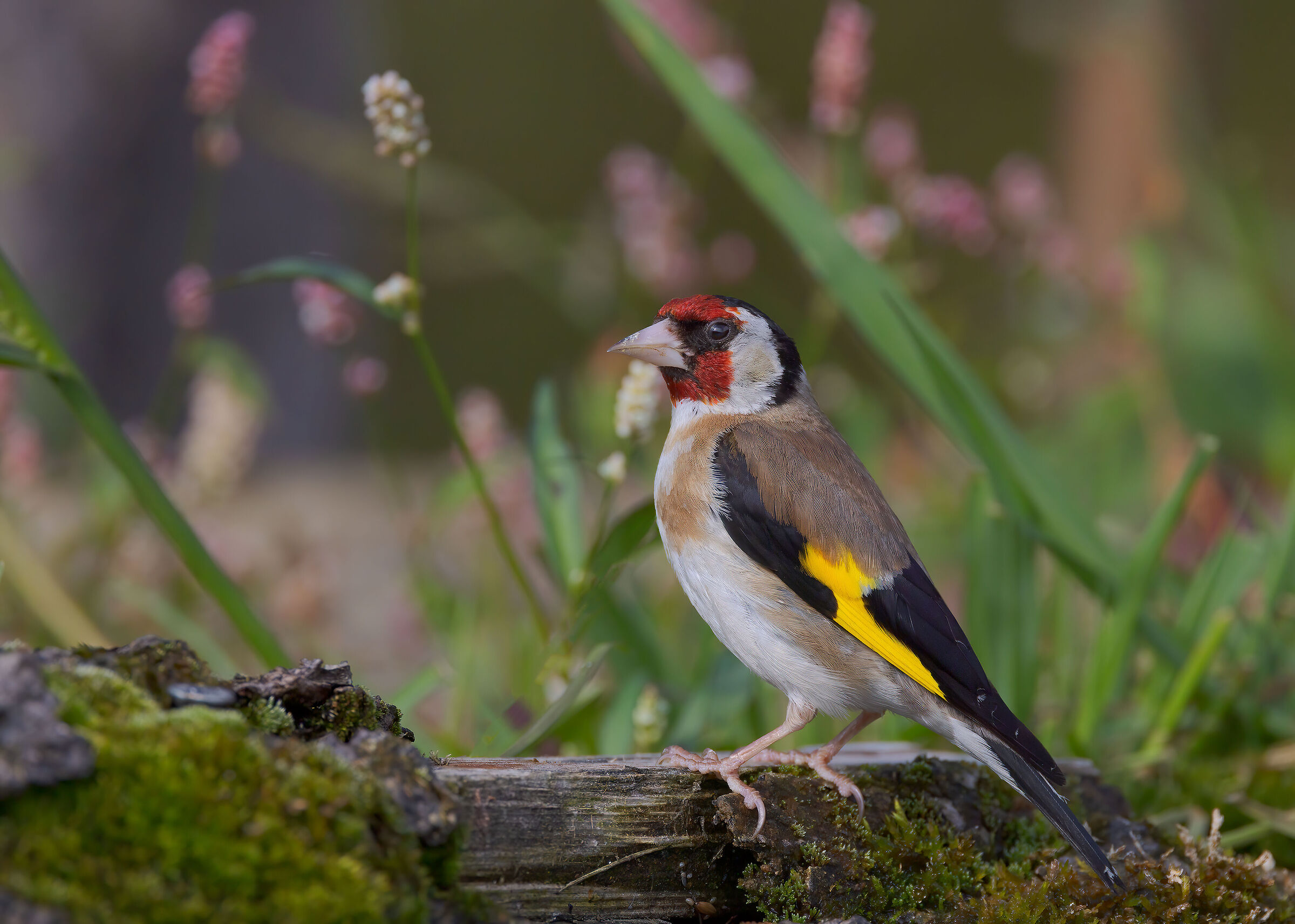 Cardellino ambientato