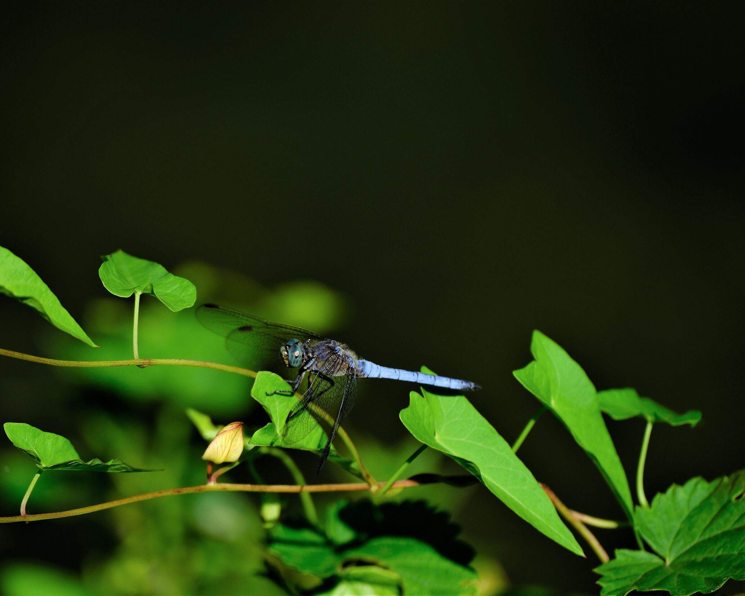 Blue dragonfly