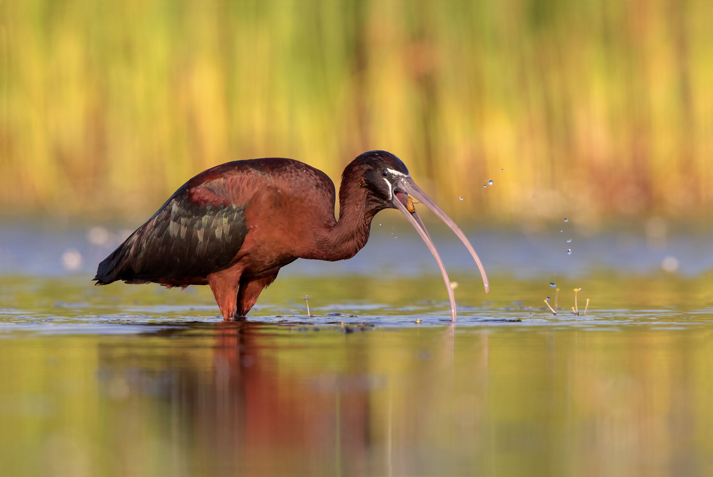 Glossy ibis