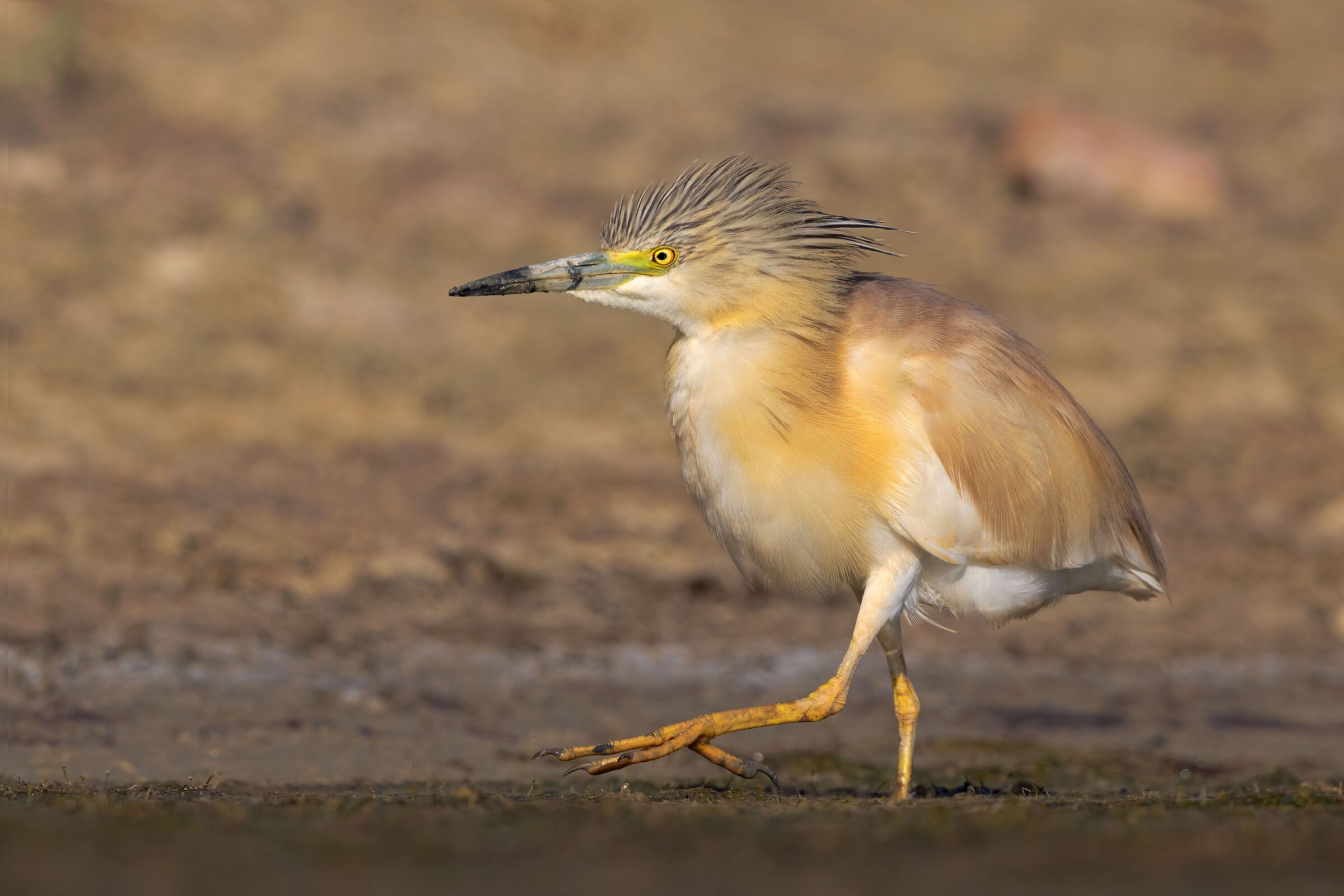 Squacco heron
