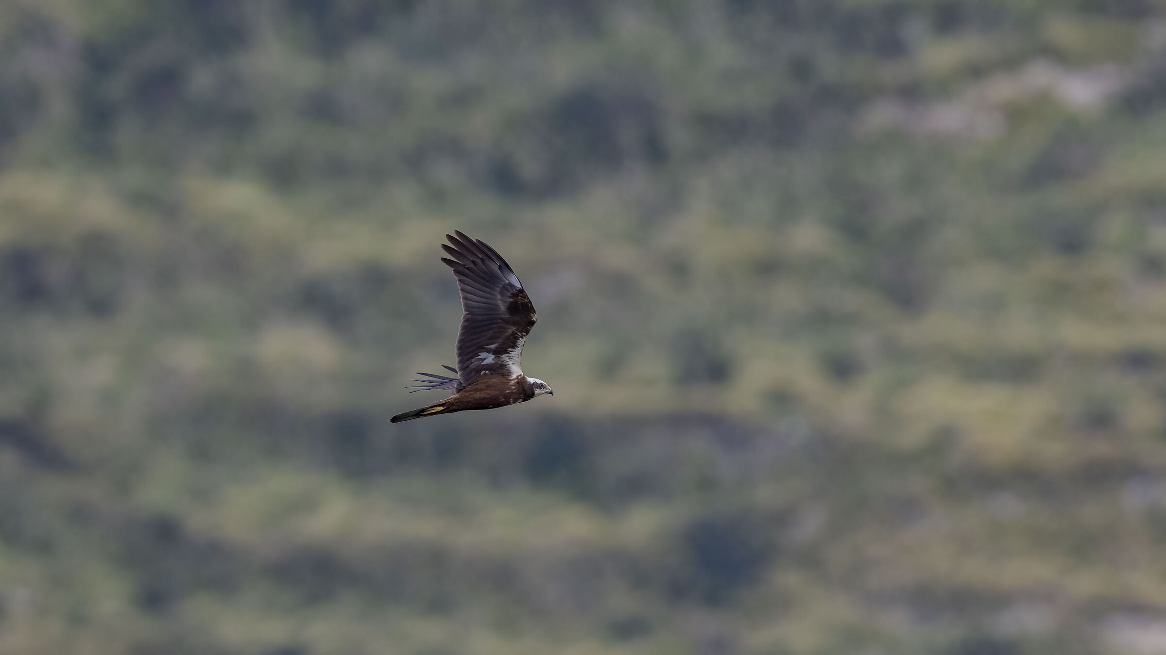 Falco di palude