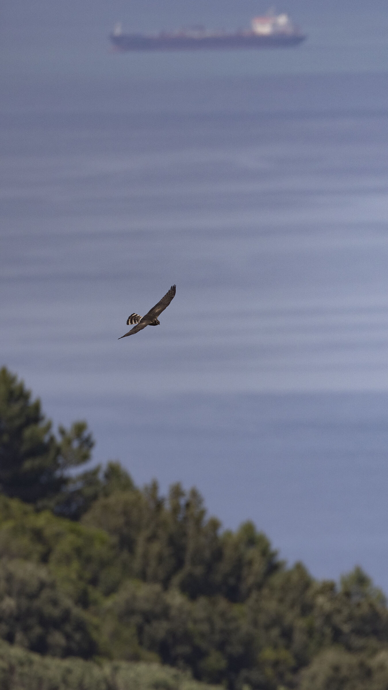 Harrier