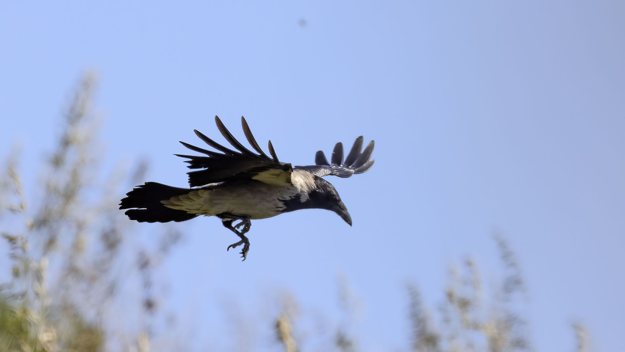 Hooded crow