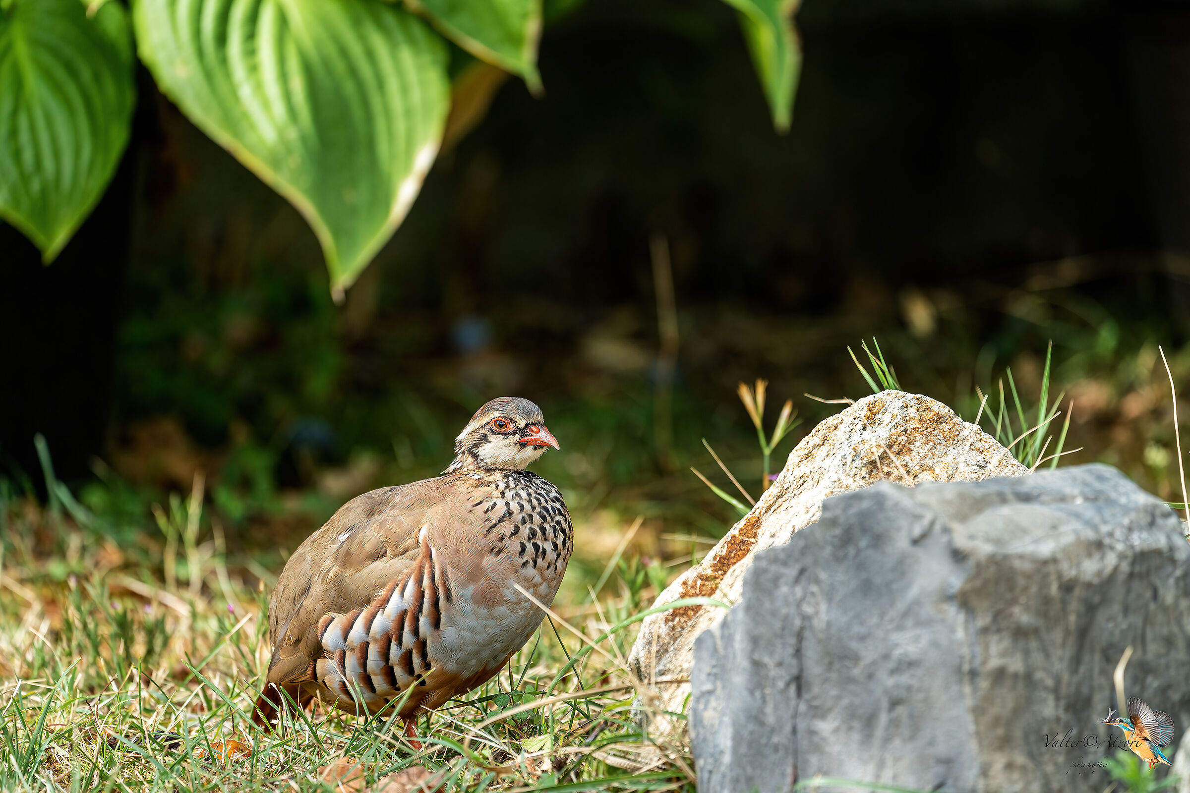 Red partridge in the garden