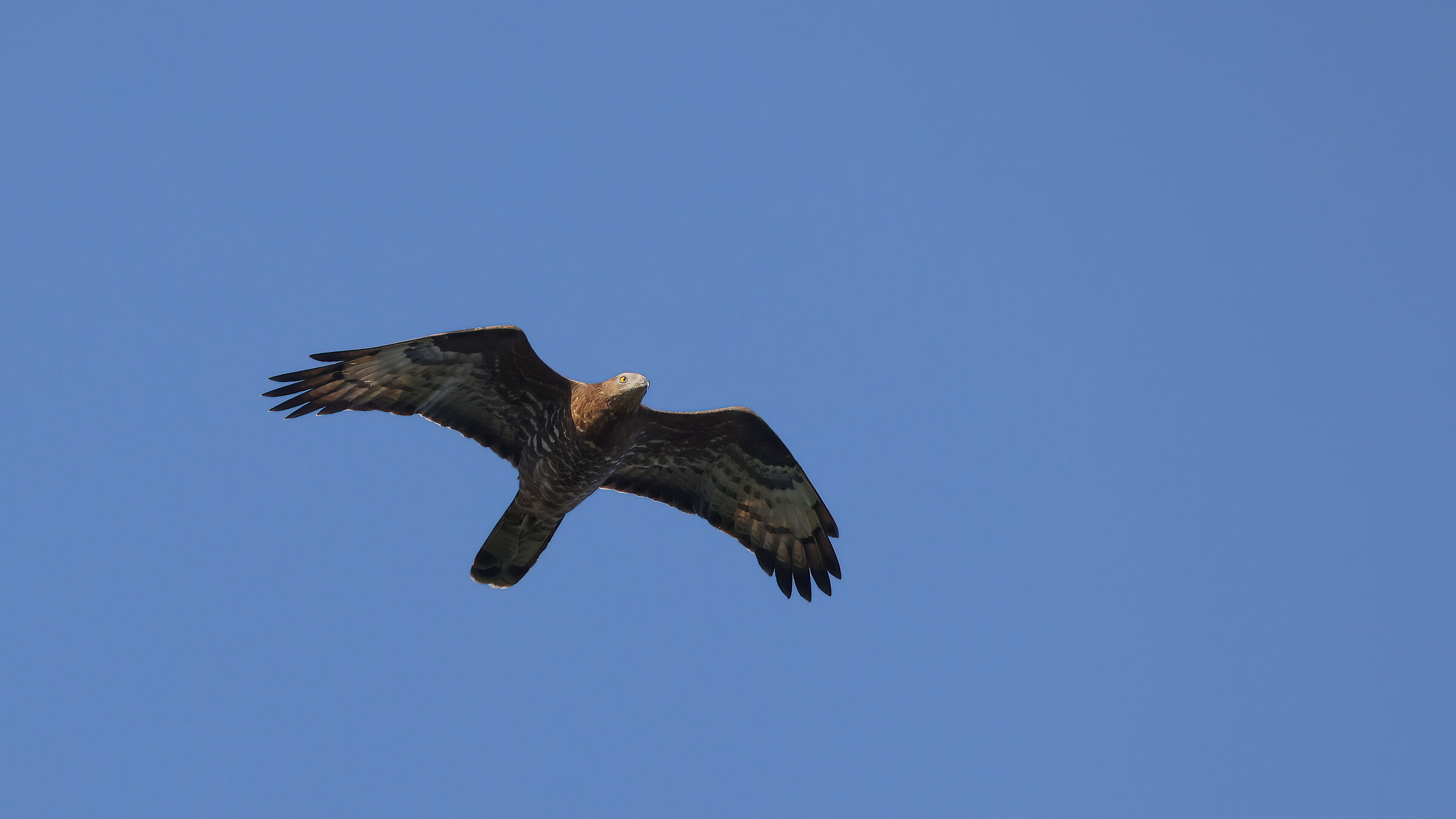 Honey buzzard