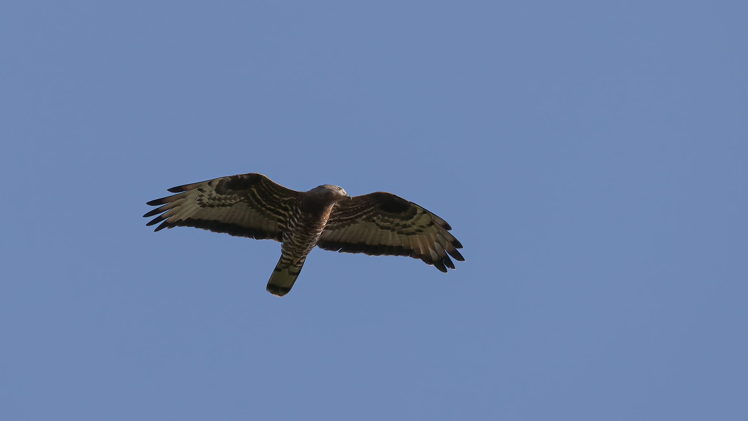 Honey buzzard