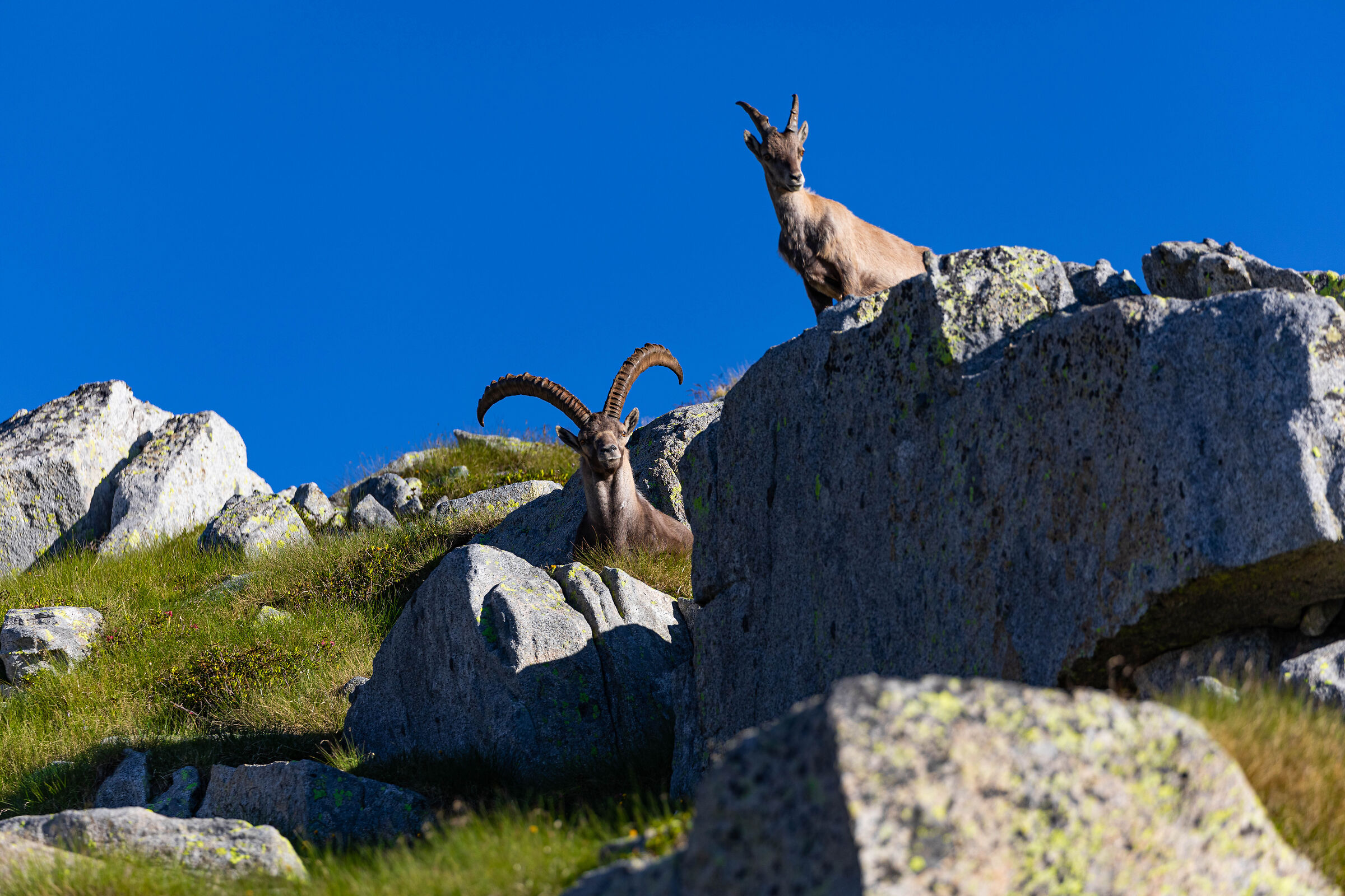 Ibex