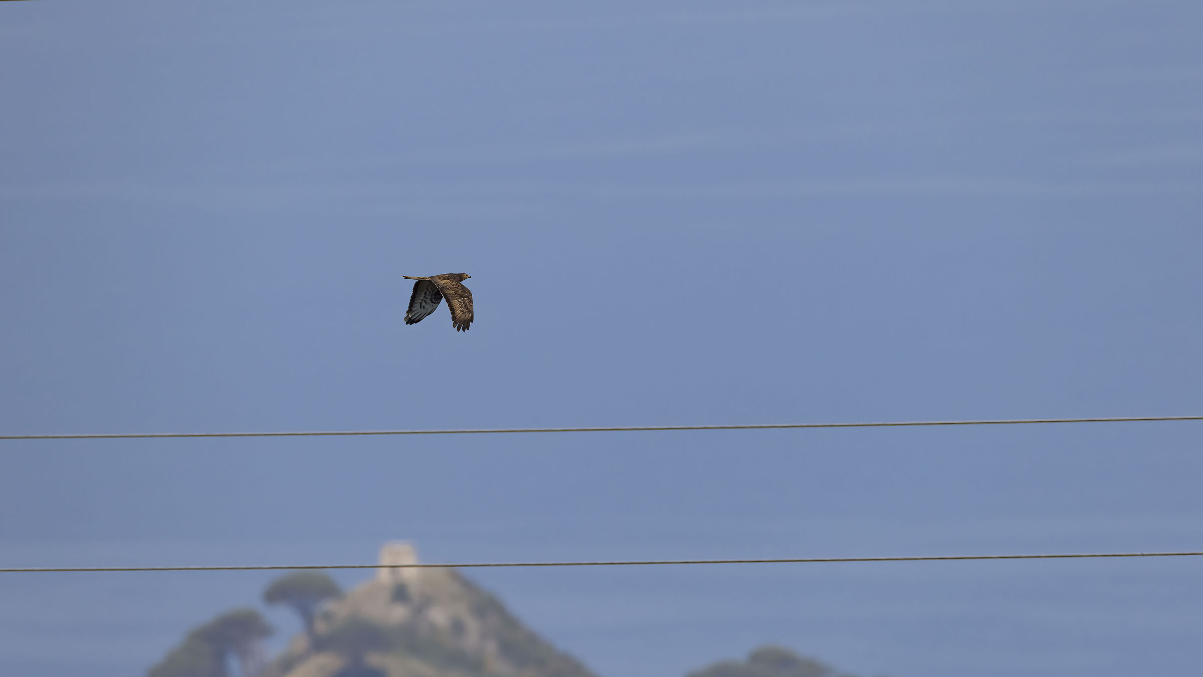 Honey buzzard
