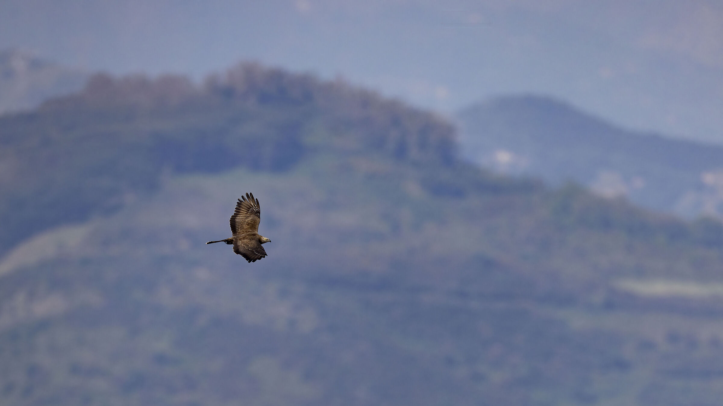 Honey buzzard