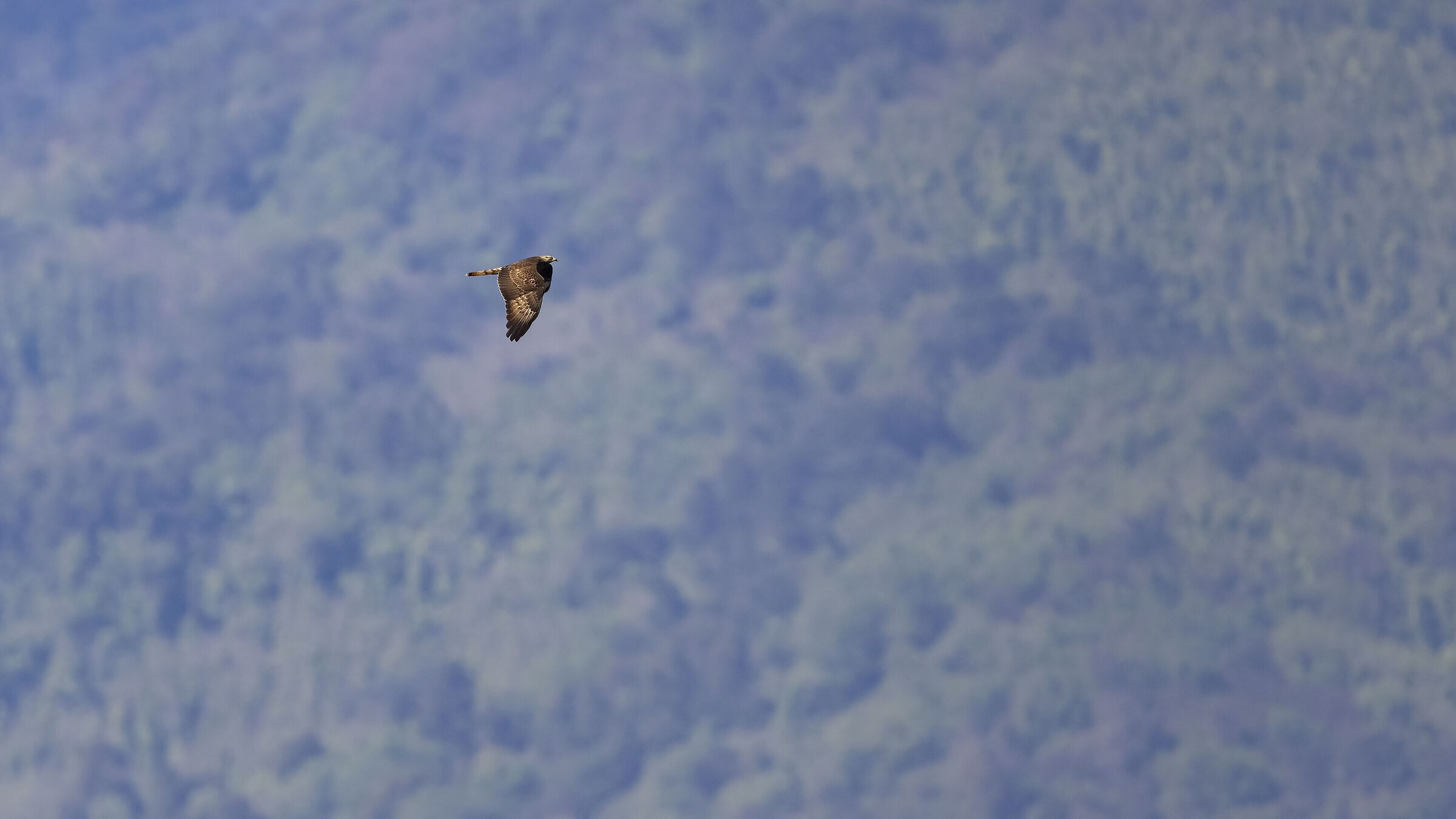 Honey buzzard