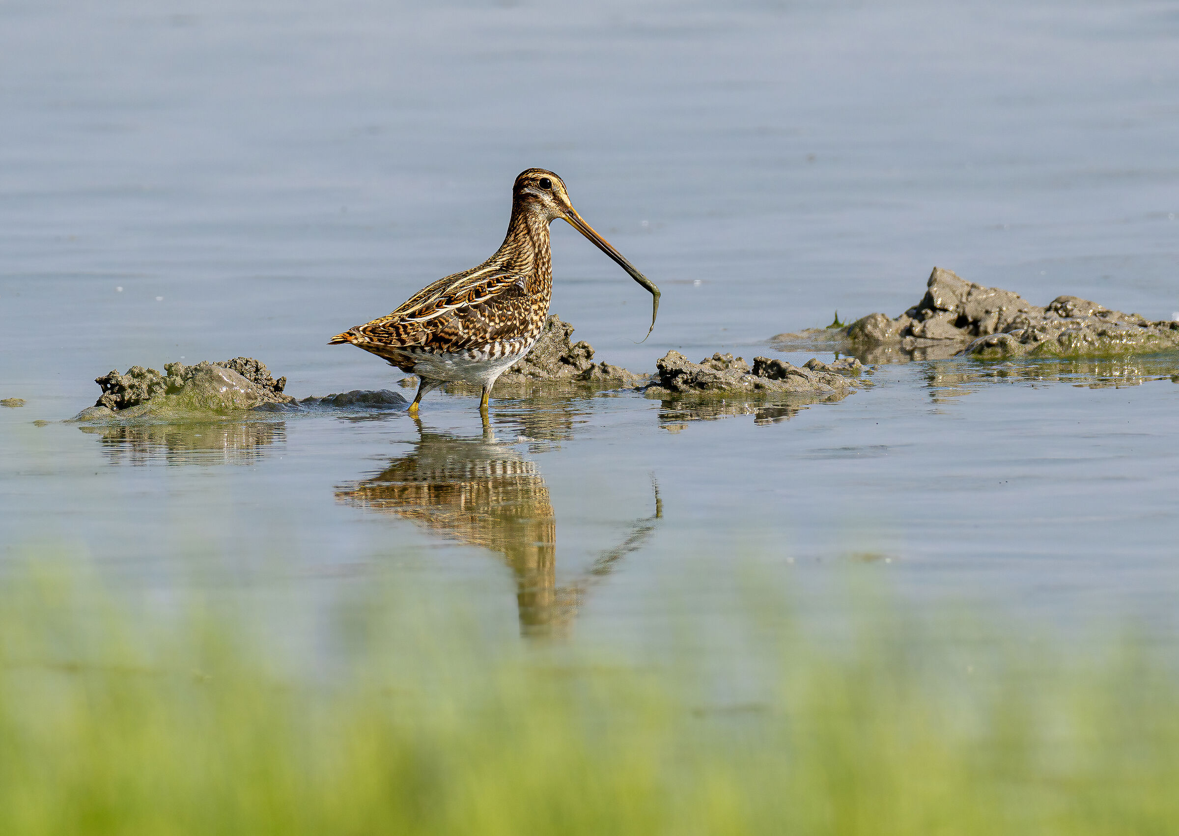 Snipe