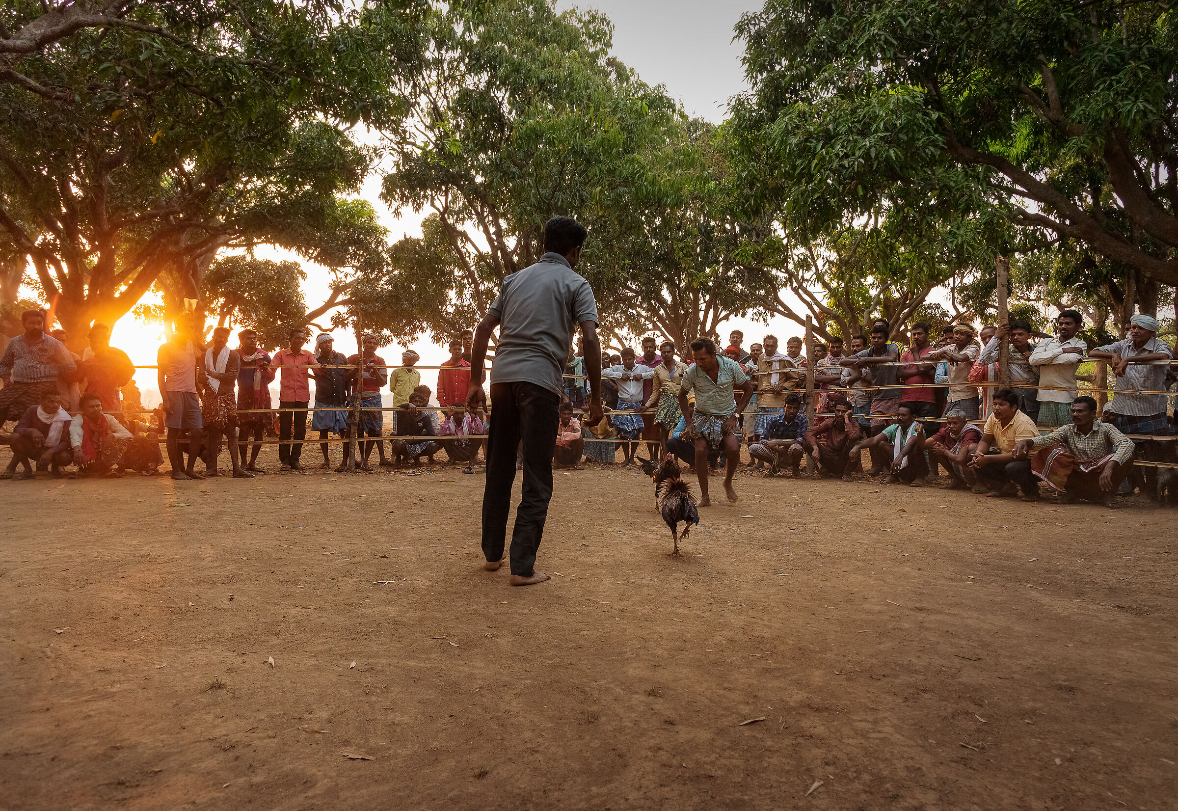 Combattimento di galli