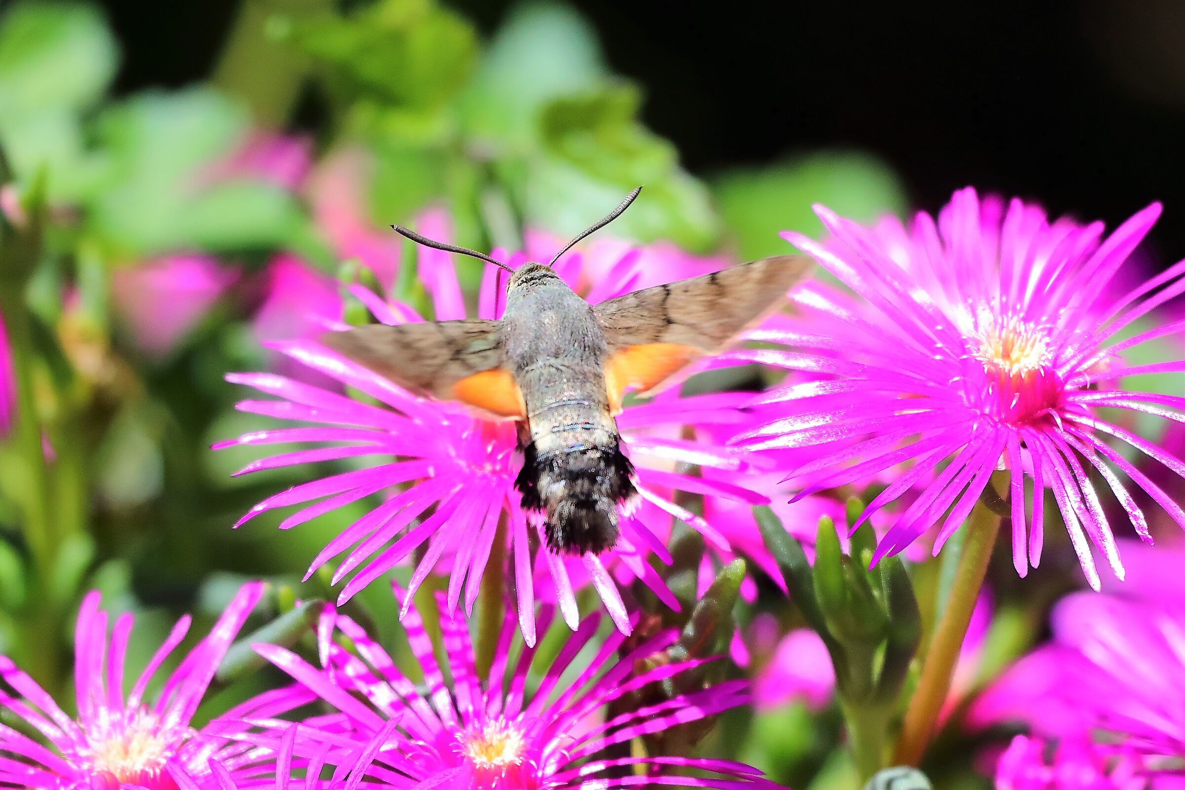 sfinge del galio 10-06-2022