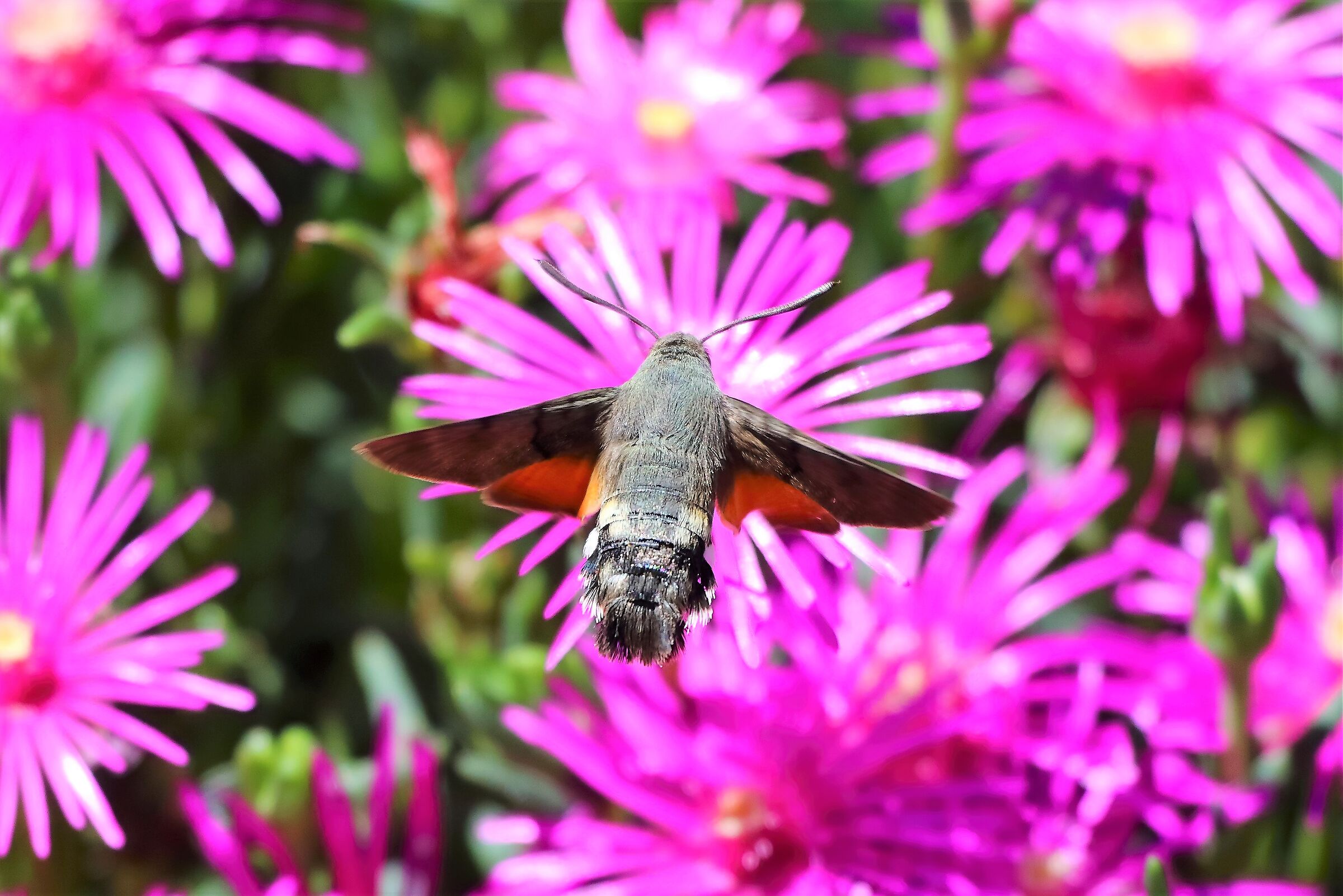 sfinge del galio 10-06-2022