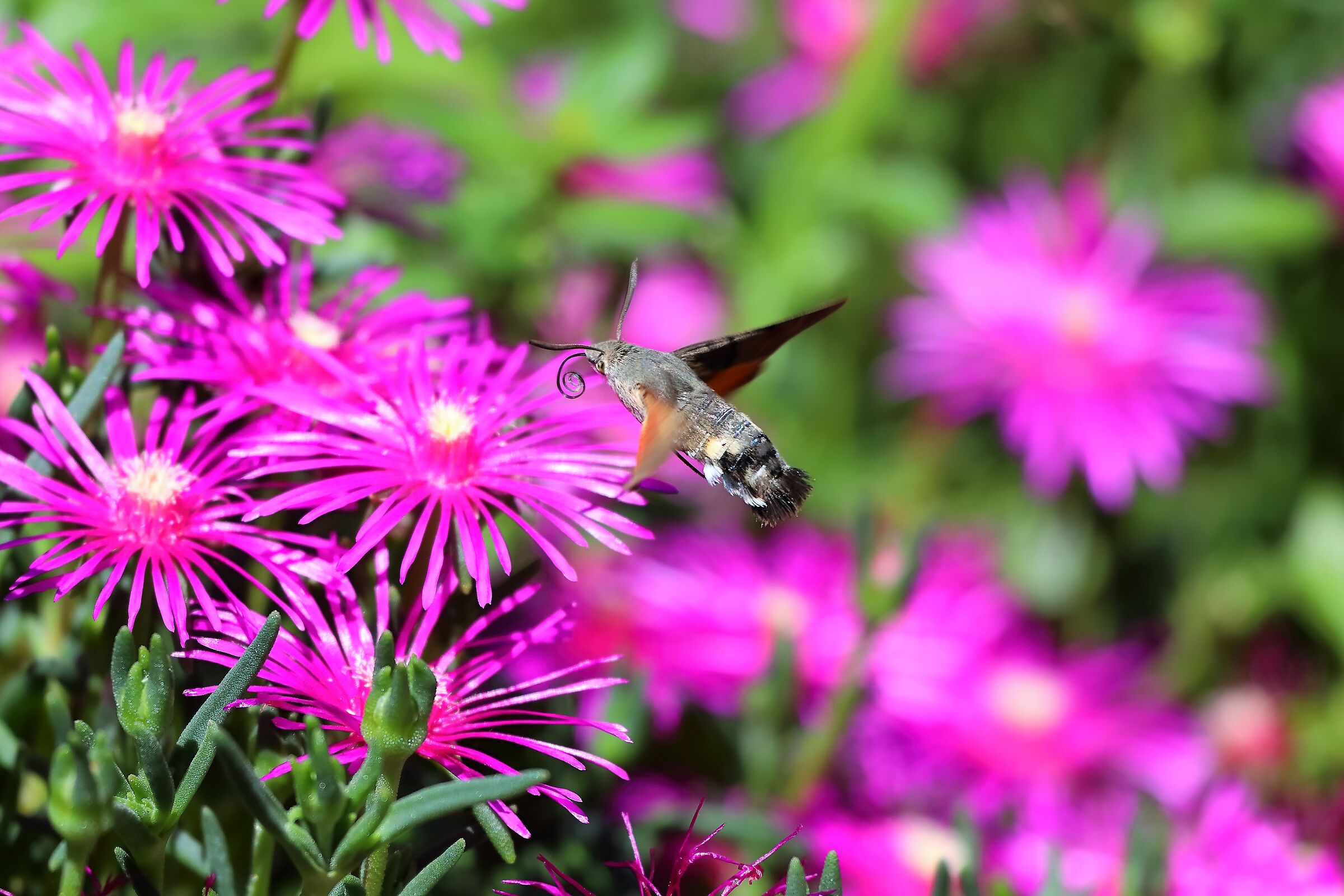 sfinge del galio 10-06-2022