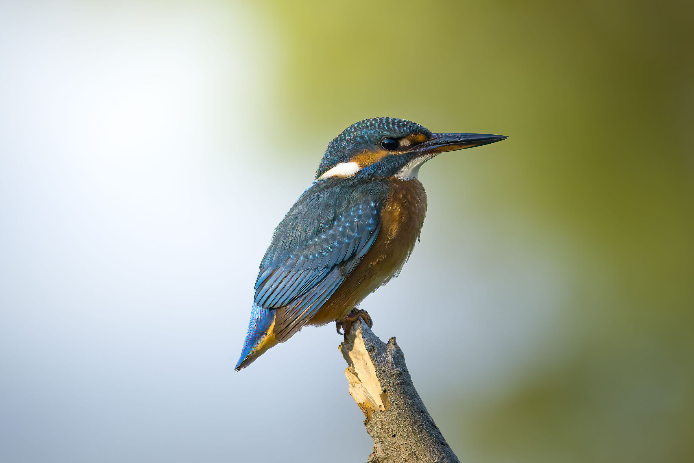 Kingfisher