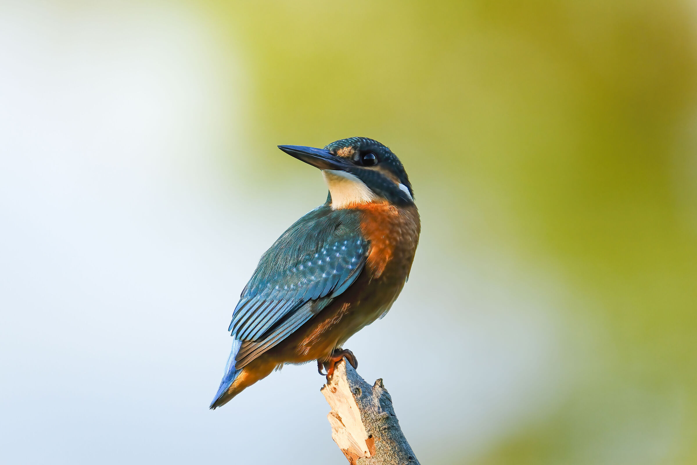 Kingfisher