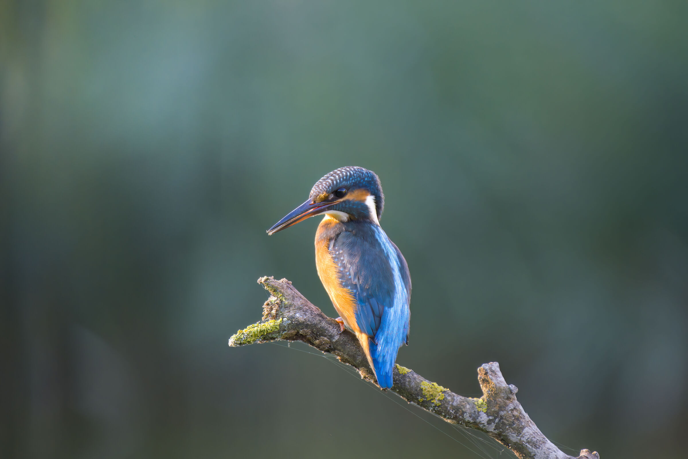 Kingfisher