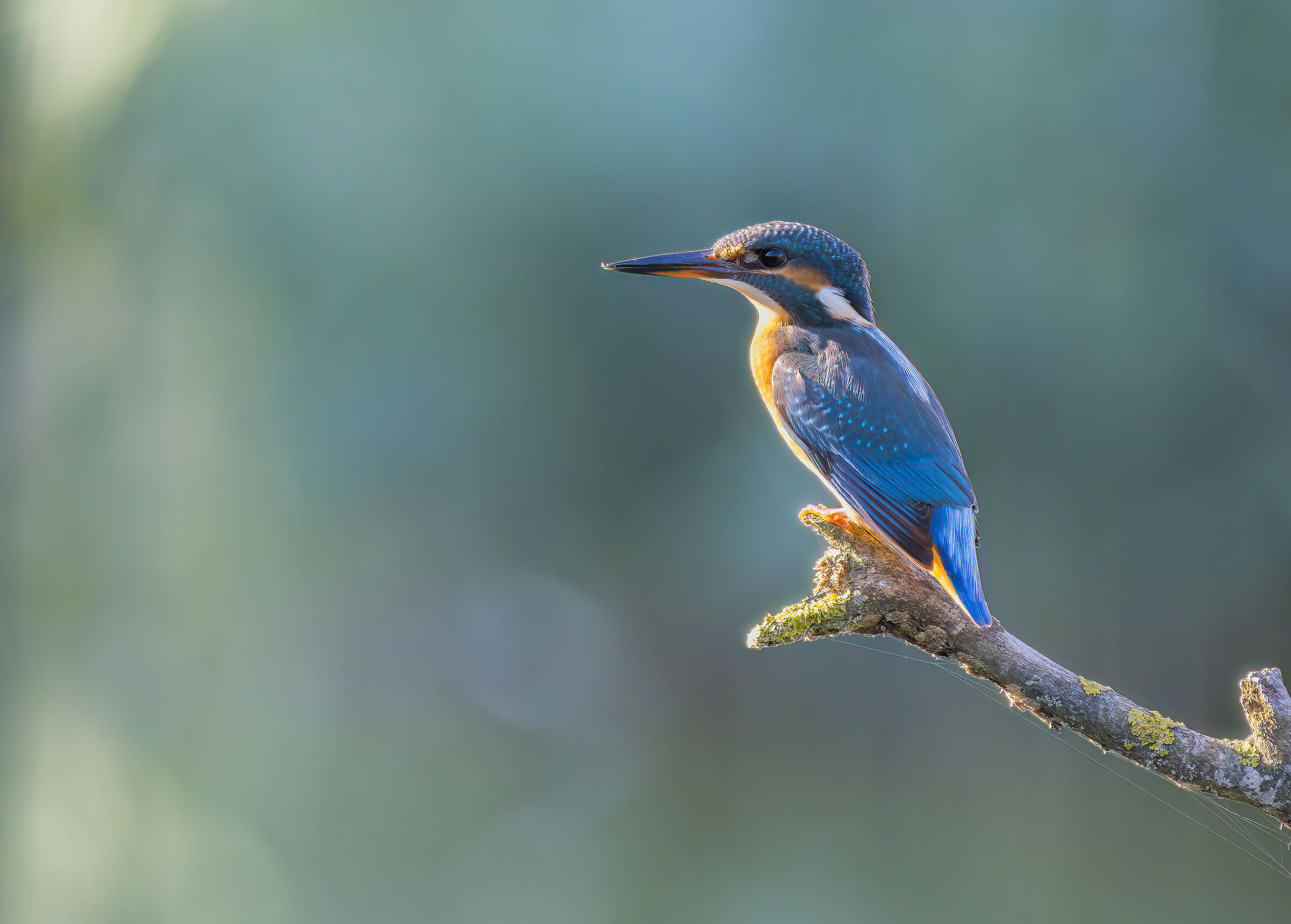 Kingfisher
