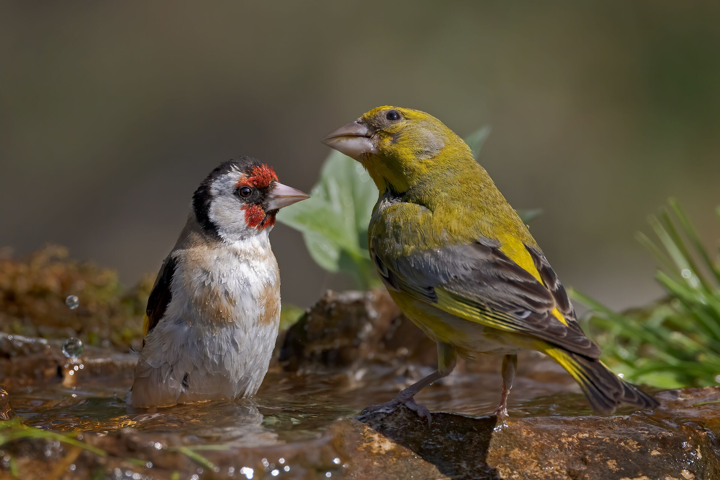 Cardellino e Verdone condividono la pozza