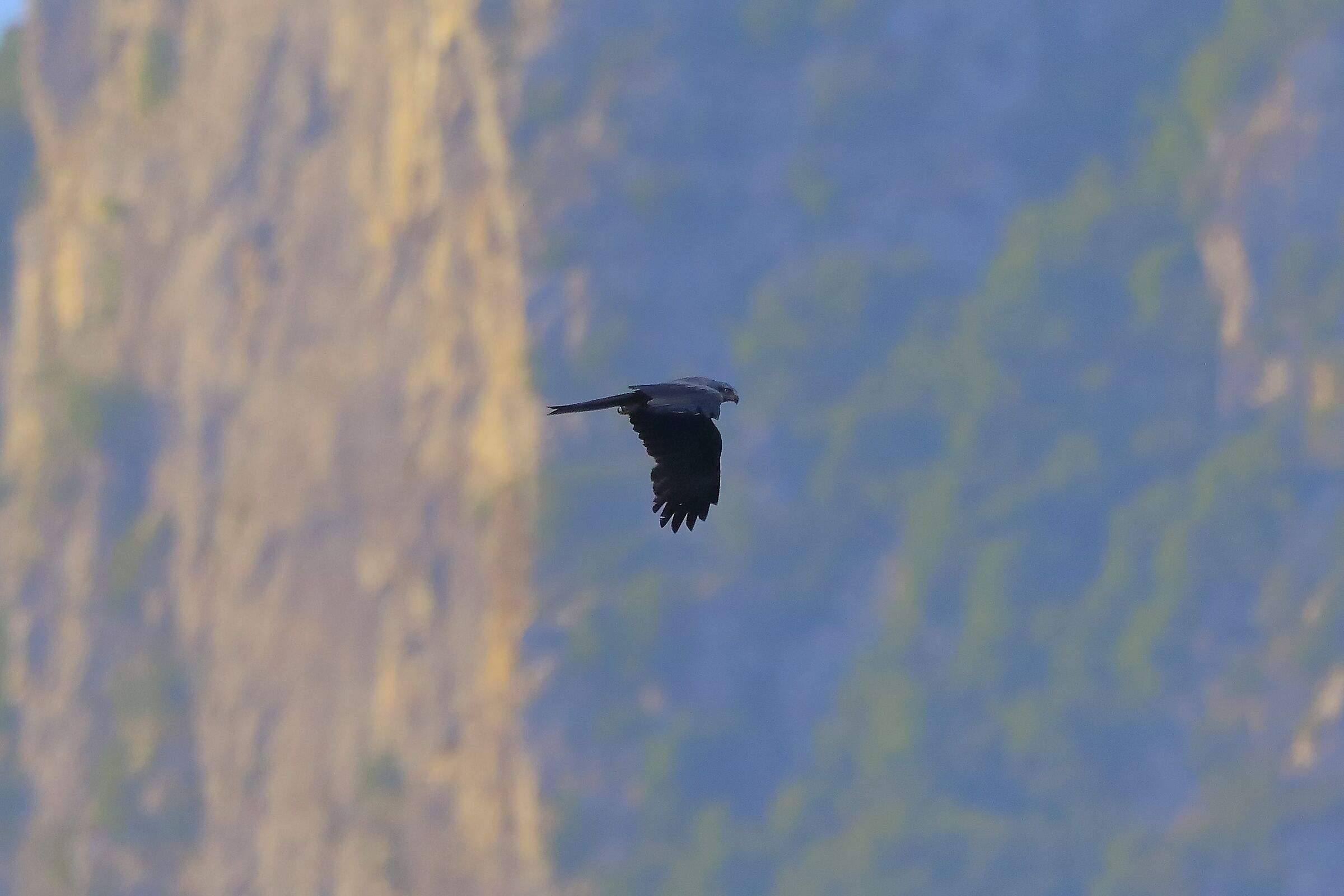 Nibbio bruno 16-06-2022